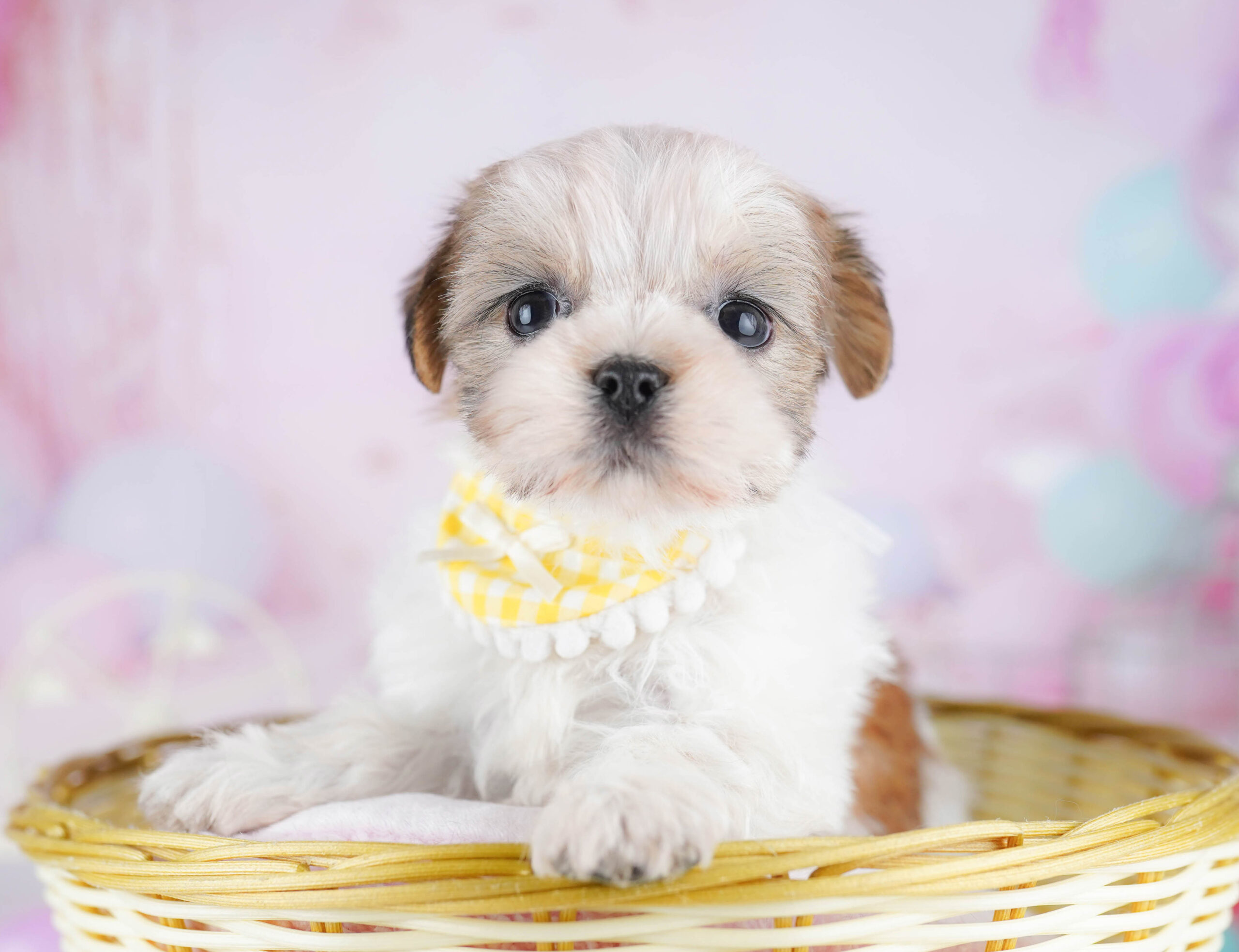 マルズー | 女の子 | ゴールド＆ホワイト | 2025年12月9日