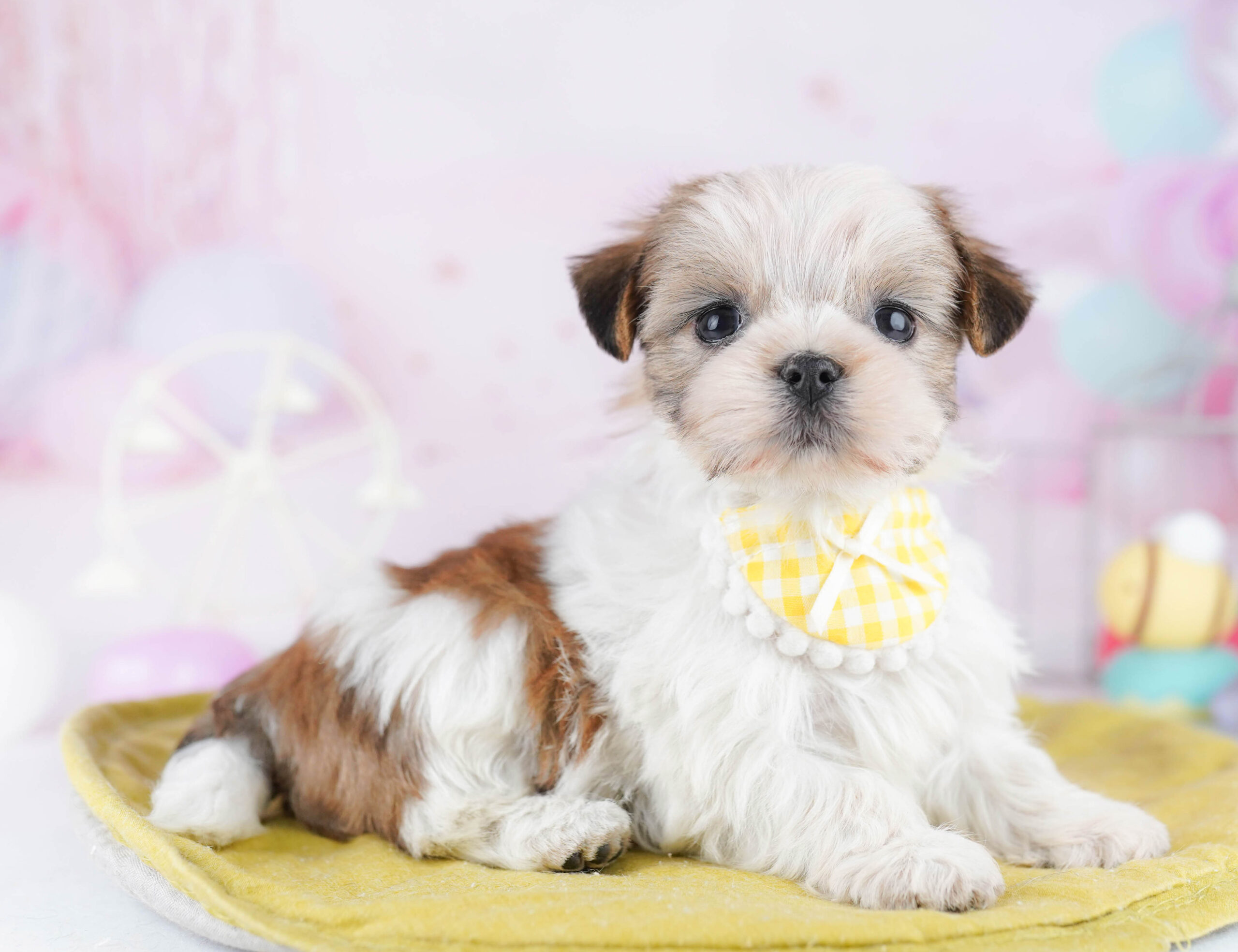 マルズー | 女の子 | ゴールド＆ホワイト | 2025年12月9日