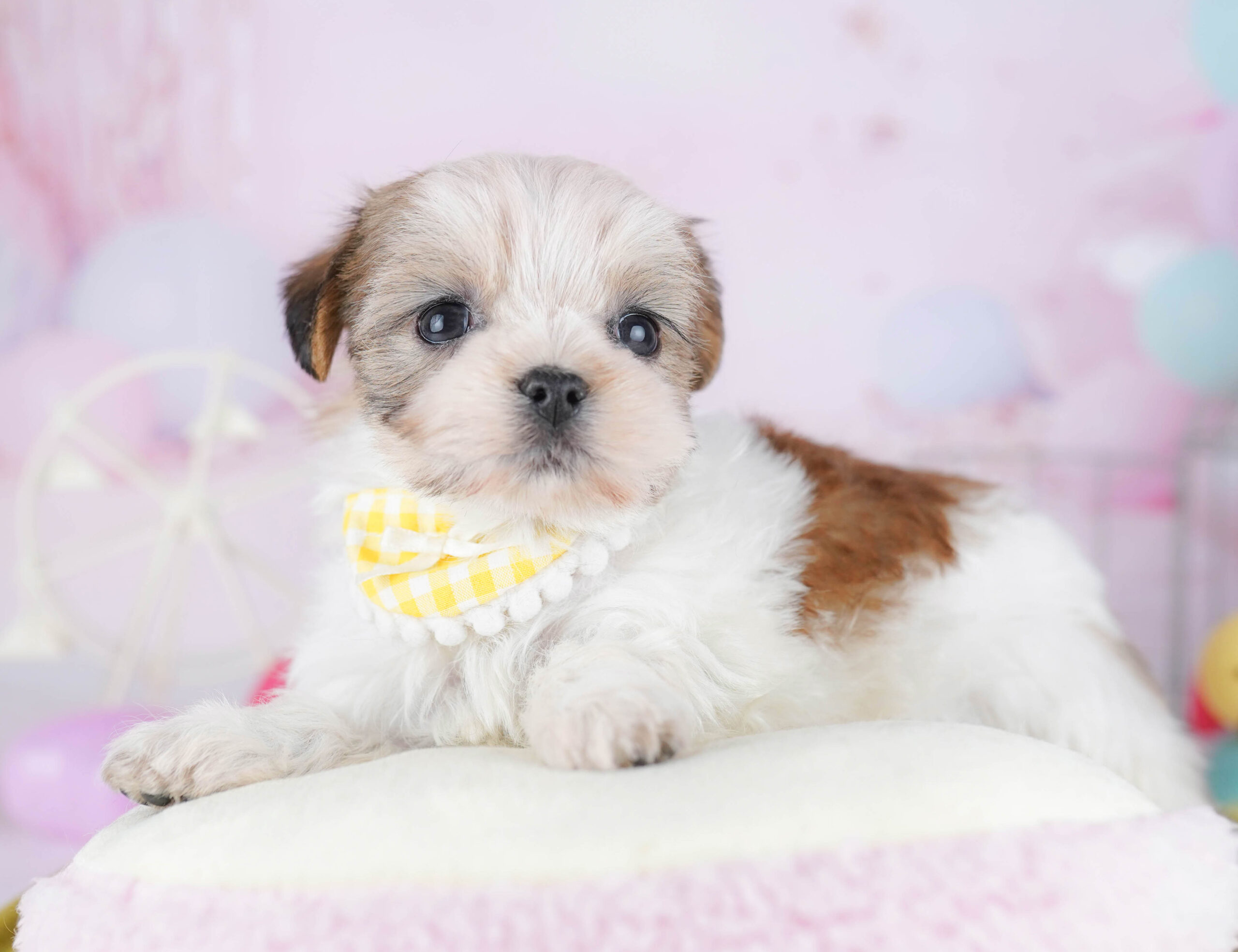 マルズー | 女の子 | ゴールド＆ホワイト | 2025年12月9日