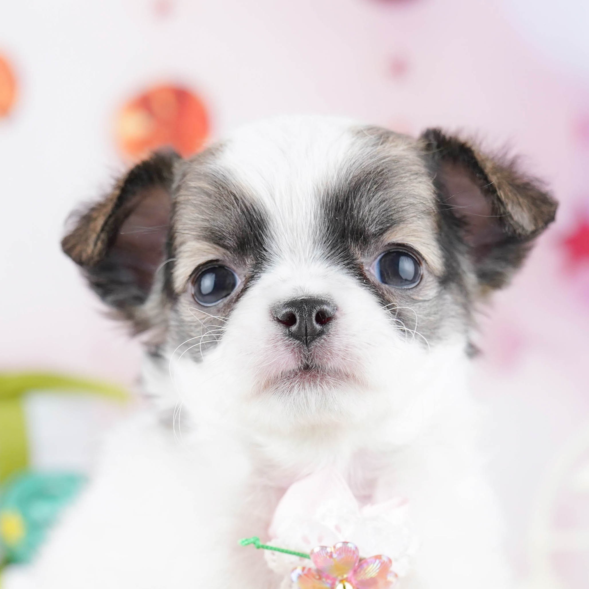 チワワ(ロング) | 女の子 | パーティー | 2025年12月10日