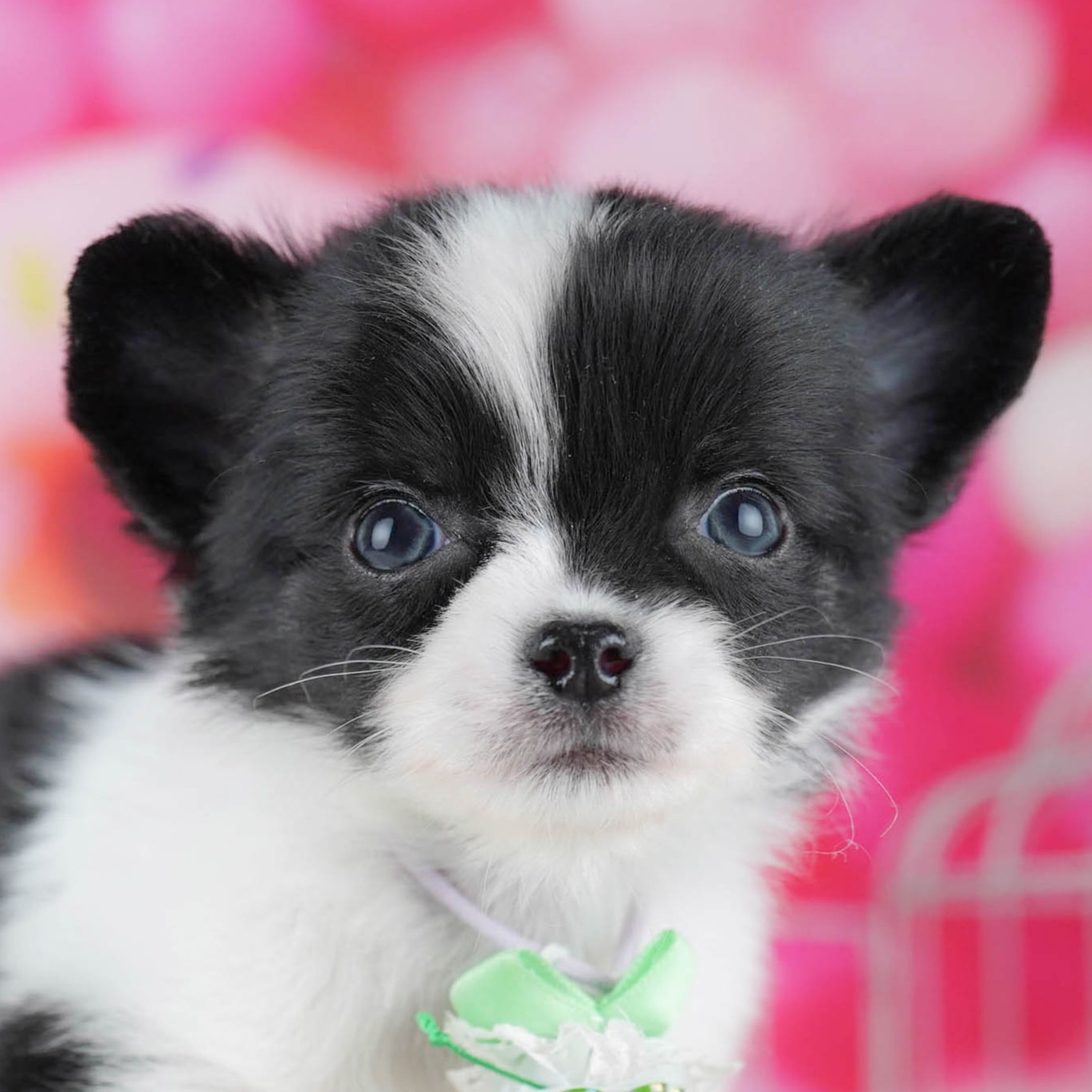 チワワ(ロング) | 男の子 | ブラックタン＆ホワイト | 2025年12月10日