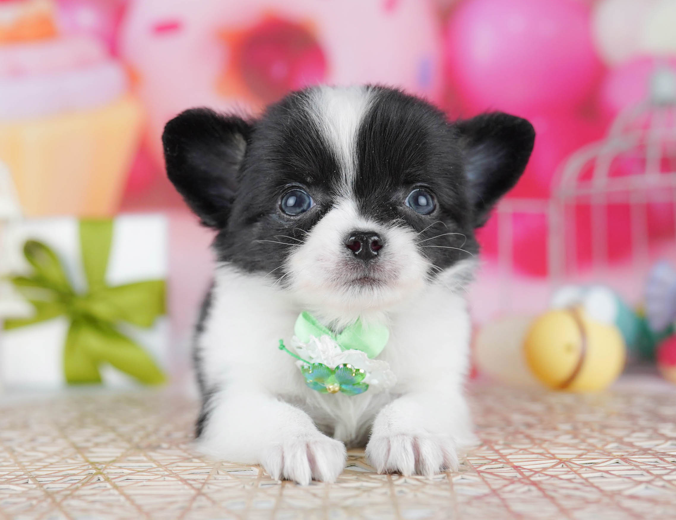 チワワ(ロング) | 男の子 | ブラックタン＆ホワイト | 2025年12月10日