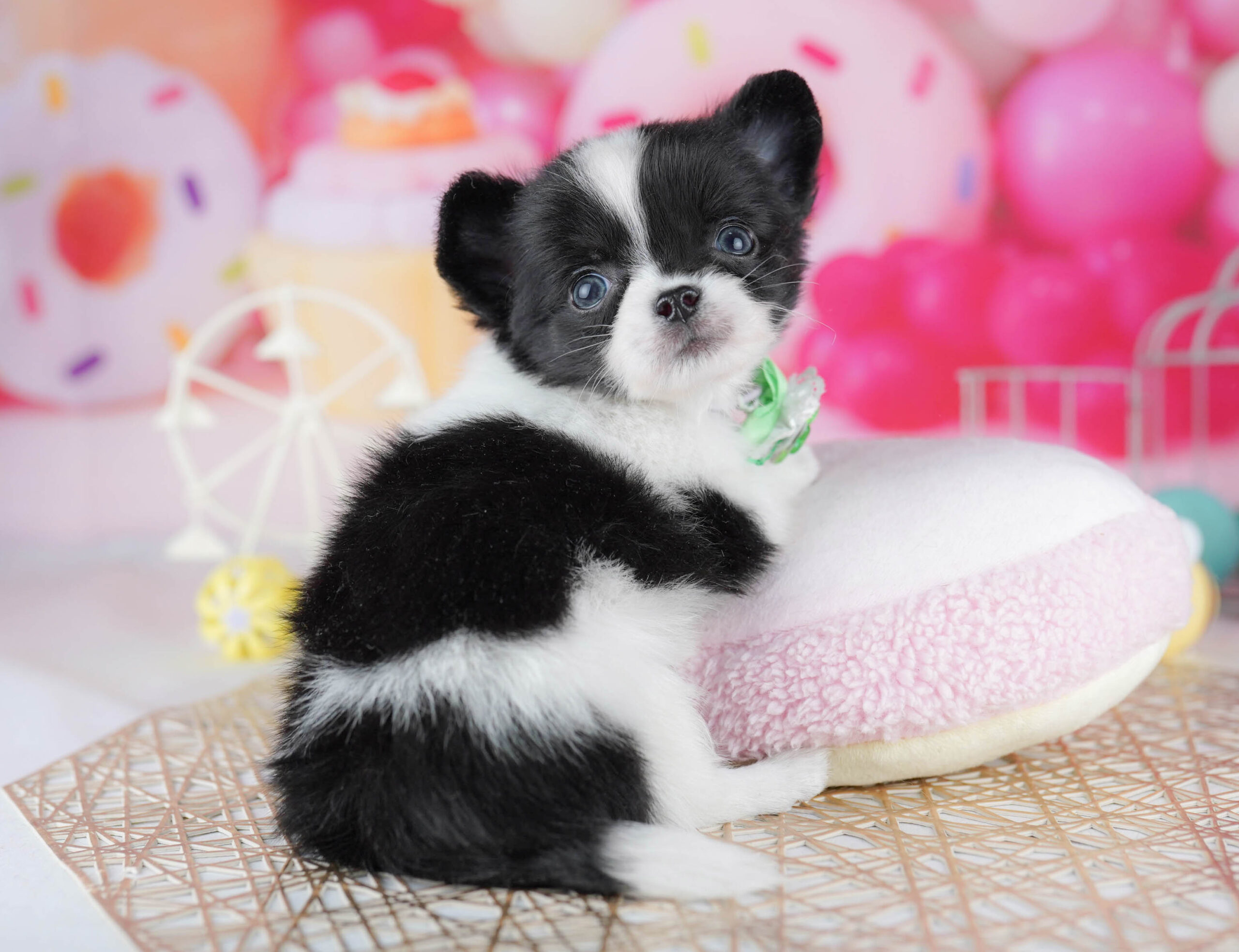 チワワ(ロング) | 男の子 | ブラックタン＆ホワイト | 2025年12月10日