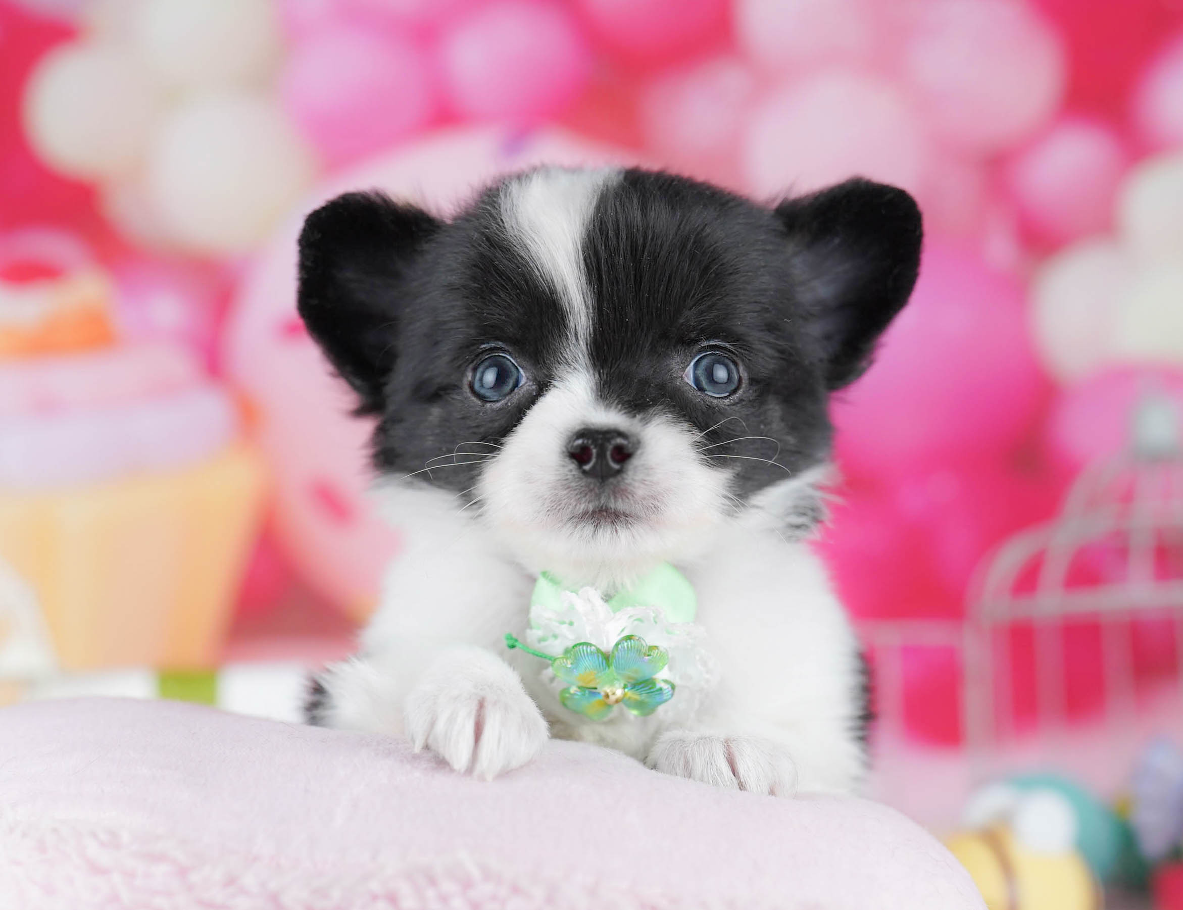 チワワ(ロング) | 男の子 | ブラックタン＆ホワイト | 2025年12月10日