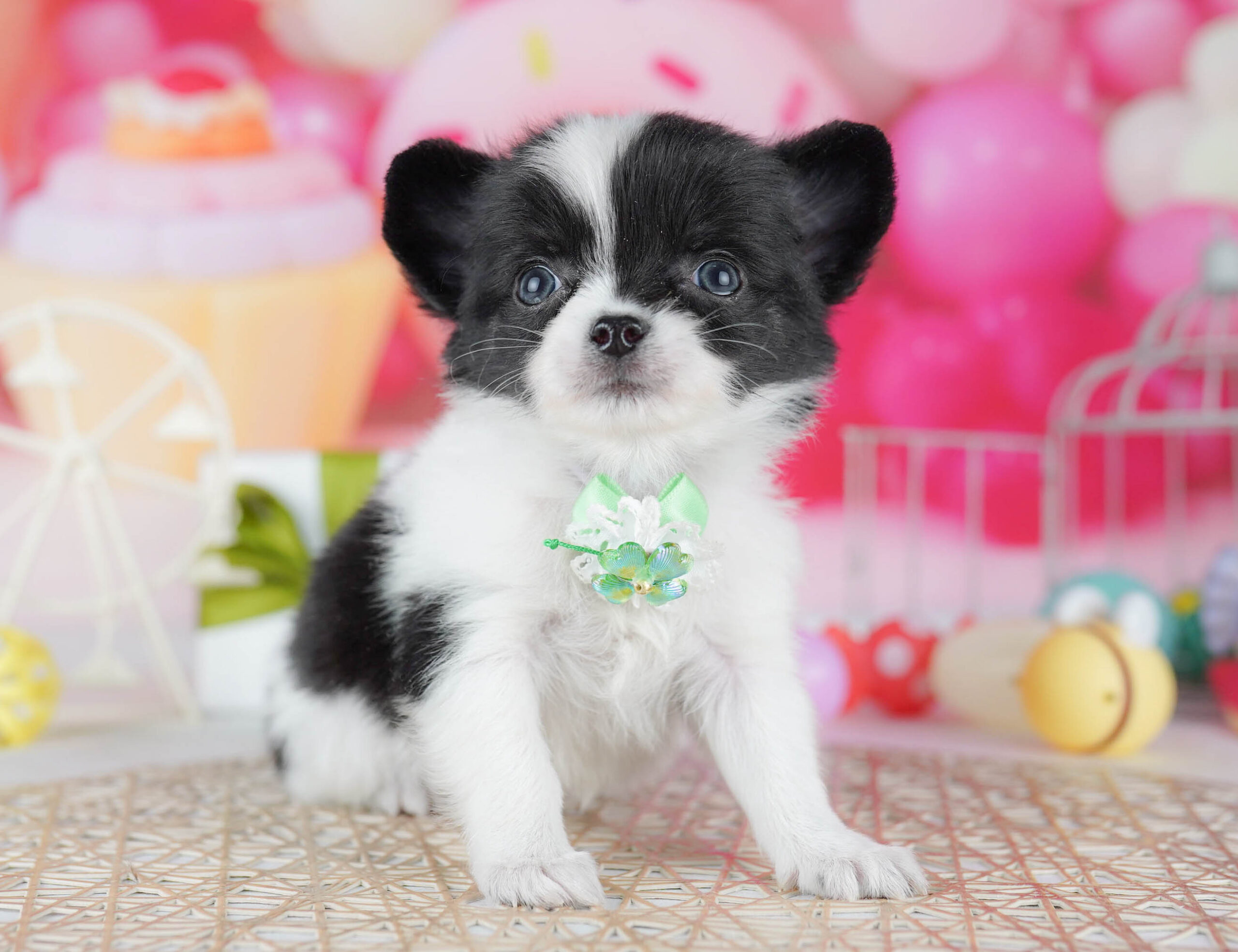 チワワ(ロング) | 男の子 | ブラックタン＆ホワイト | 2025年12月10日