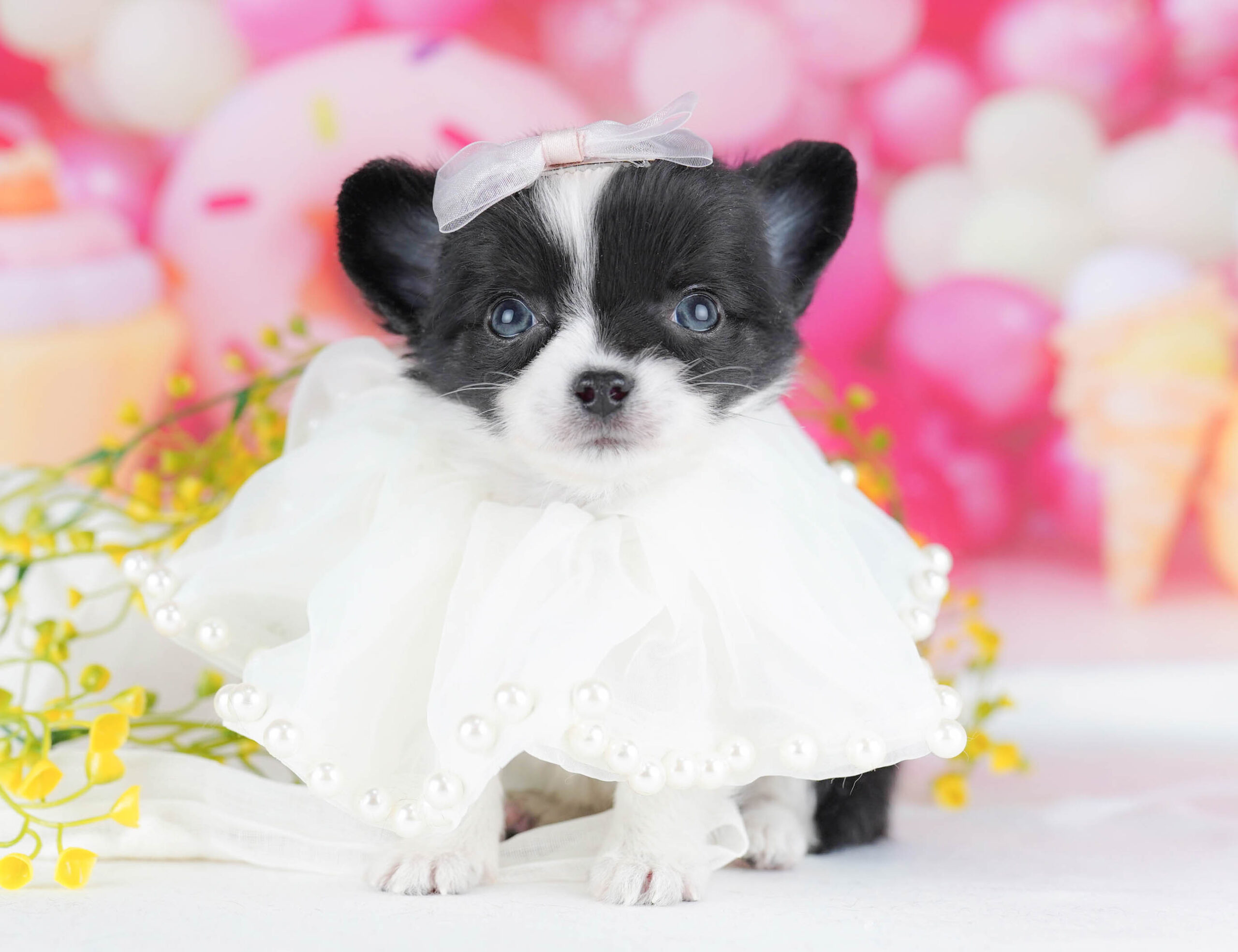 チワワ(ロング) | 男の子 | ブラックタン＆ホワイト | 2025年12月10日