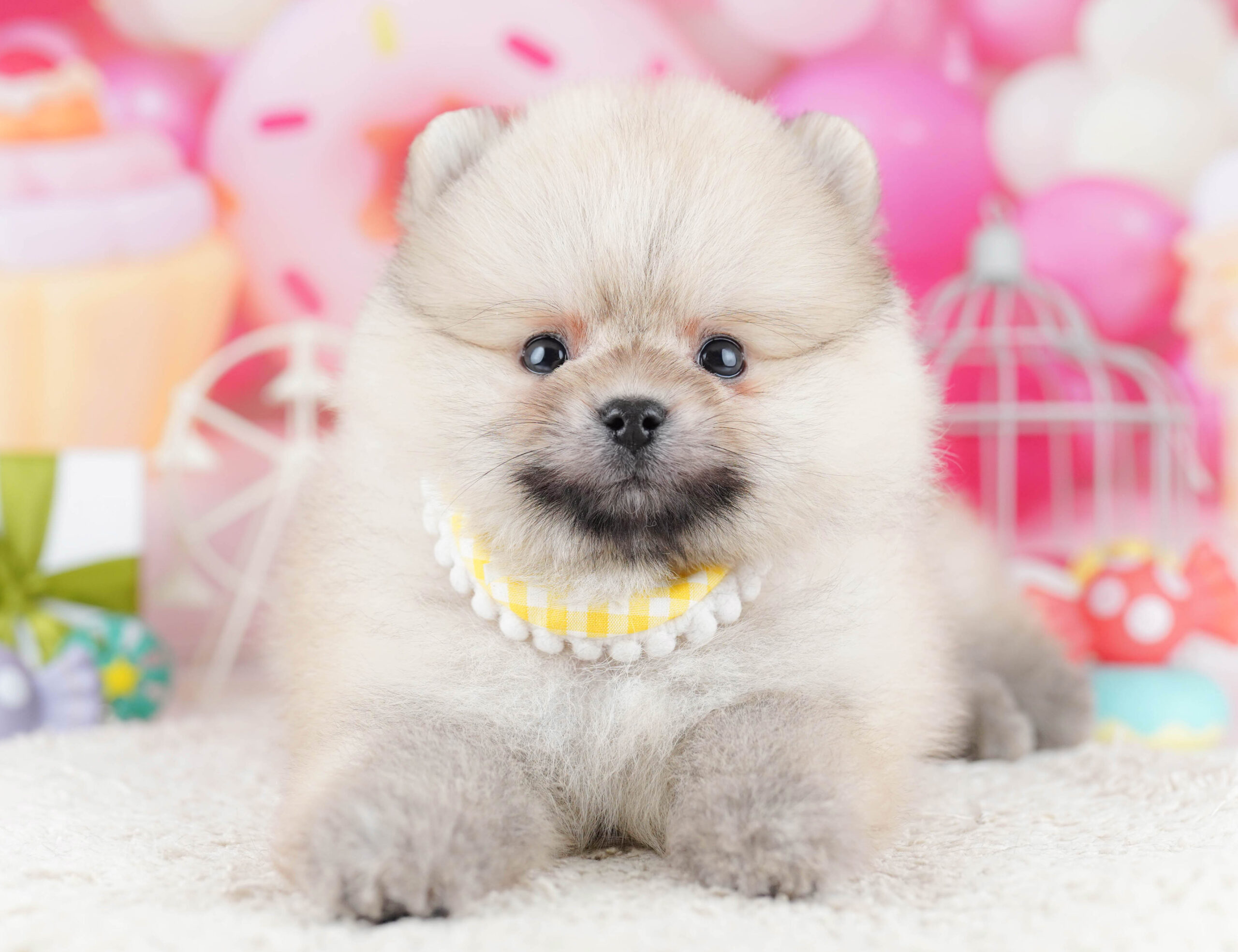 ポメラニアン | 男の子 | クリーム | 2025年12月11日