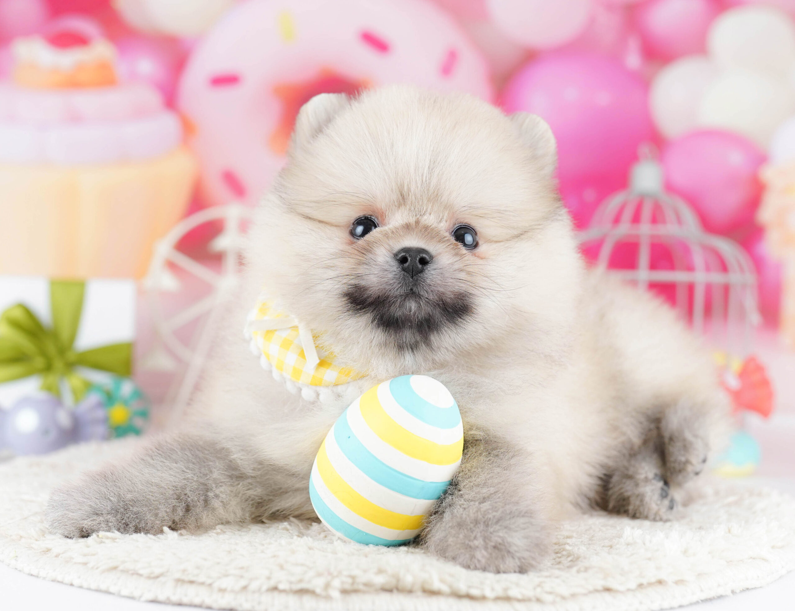 ポメラニアン | 男の子 | クリーム | 2025年12月11日