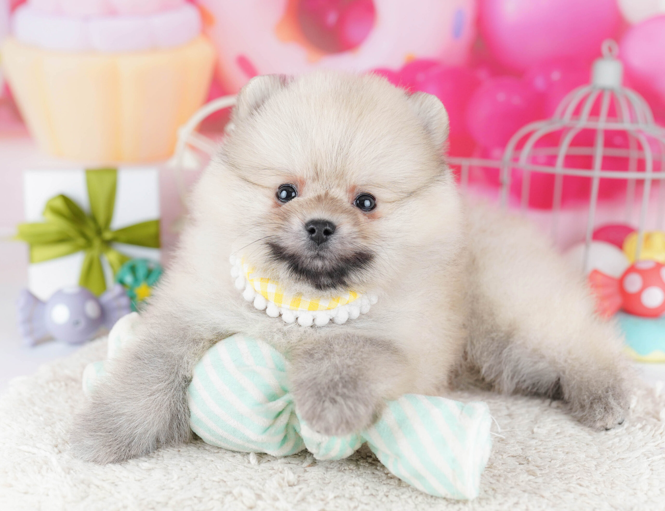 ポメラニアン | 男の子 | クリーム | 2025年12月11日