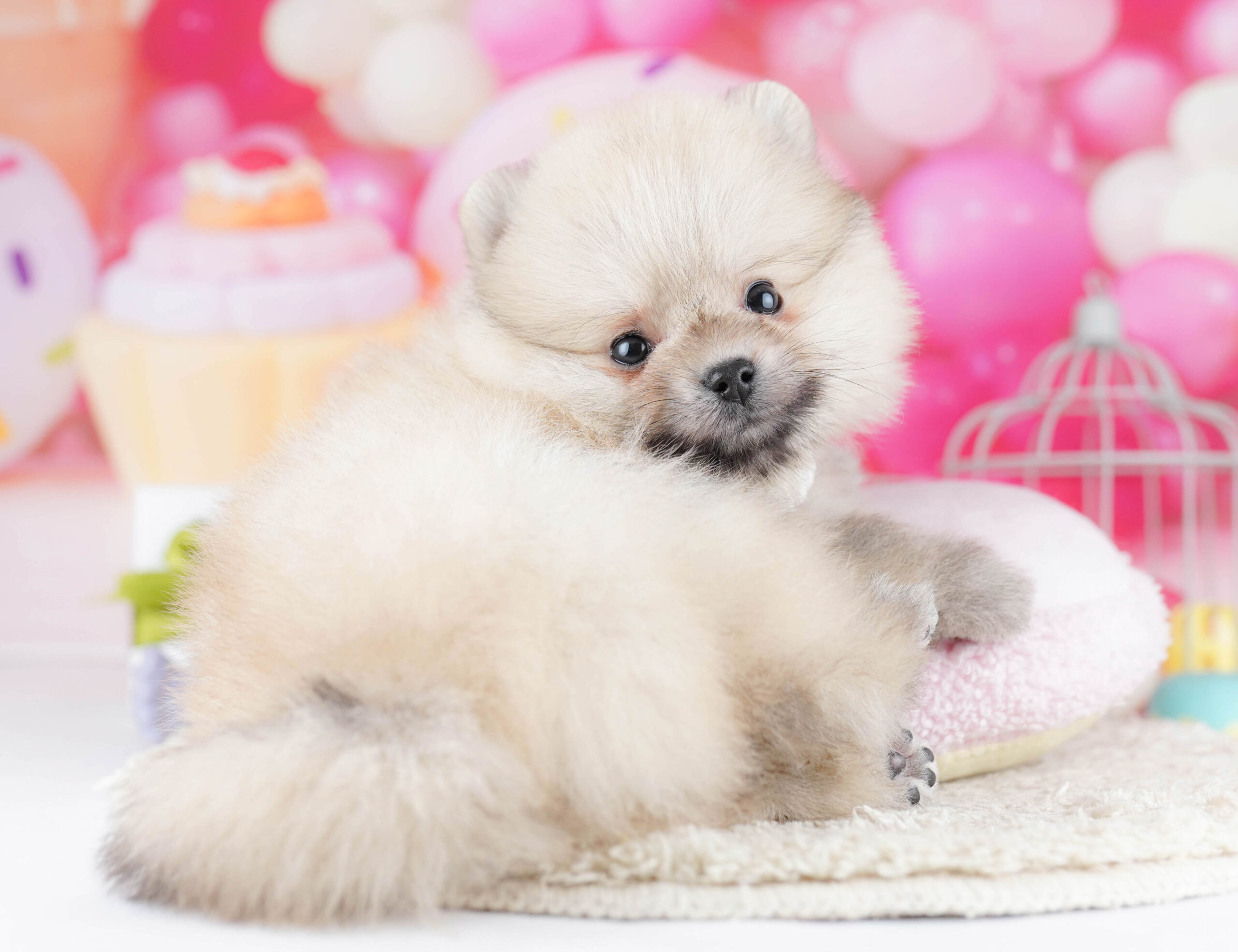 ポメラニアン | 男の子 | クリーム | 2025年12月11日