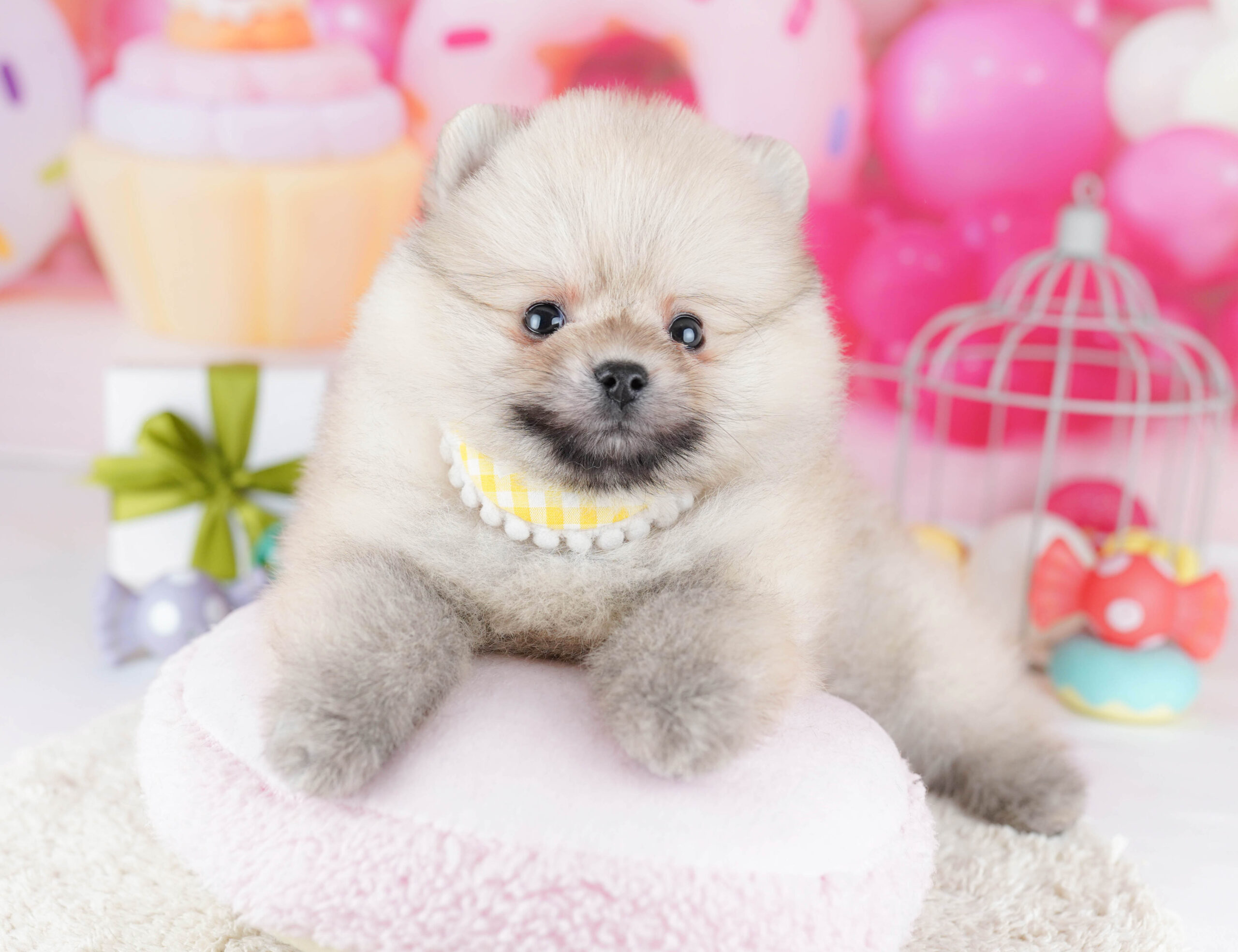 ポメラニアン | 男の子 | クリーム | 2025年12月11日