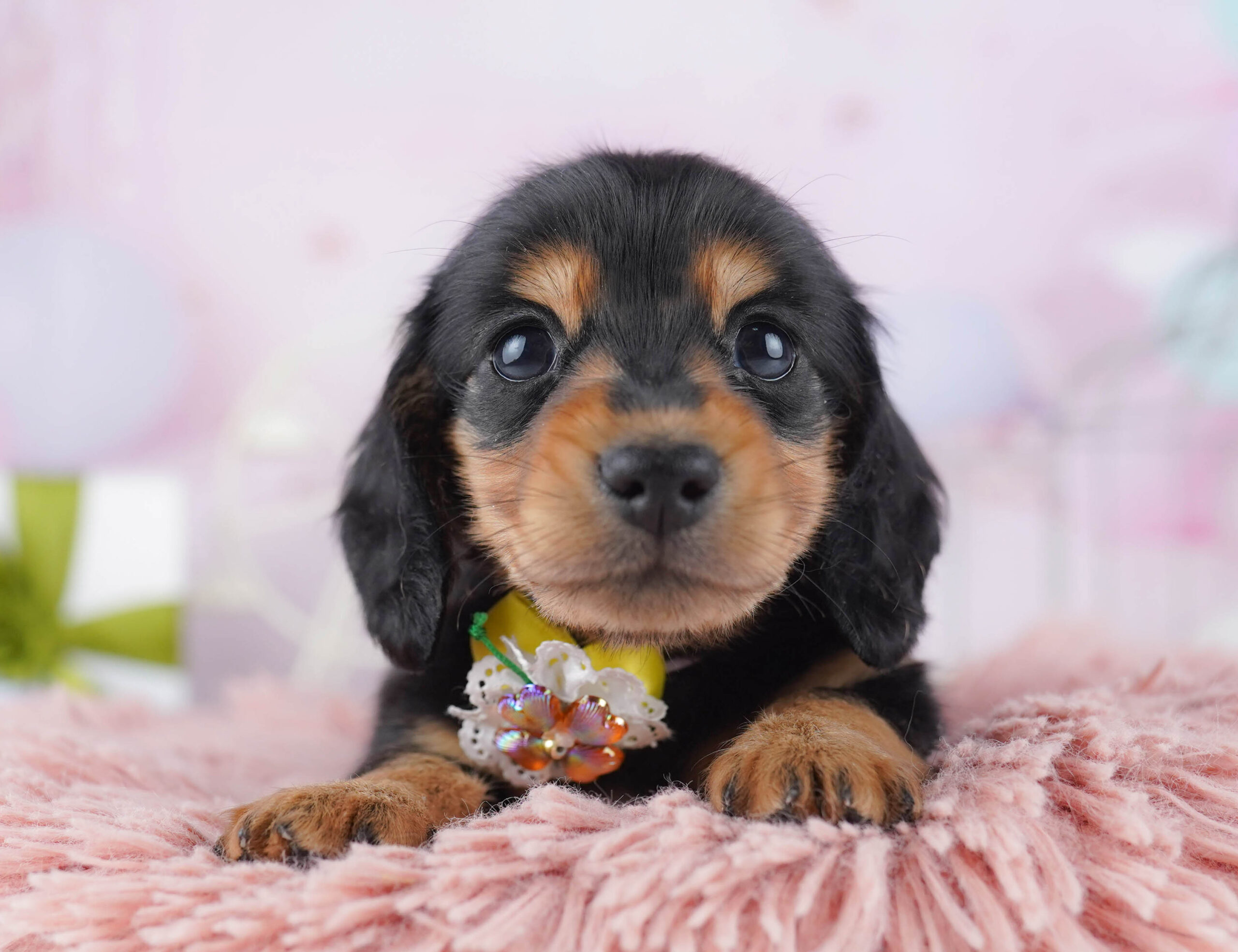 ミニチュア・ダックスフンド(ロング) | 女の子 | ブラック＆タン | 2025年12月17日