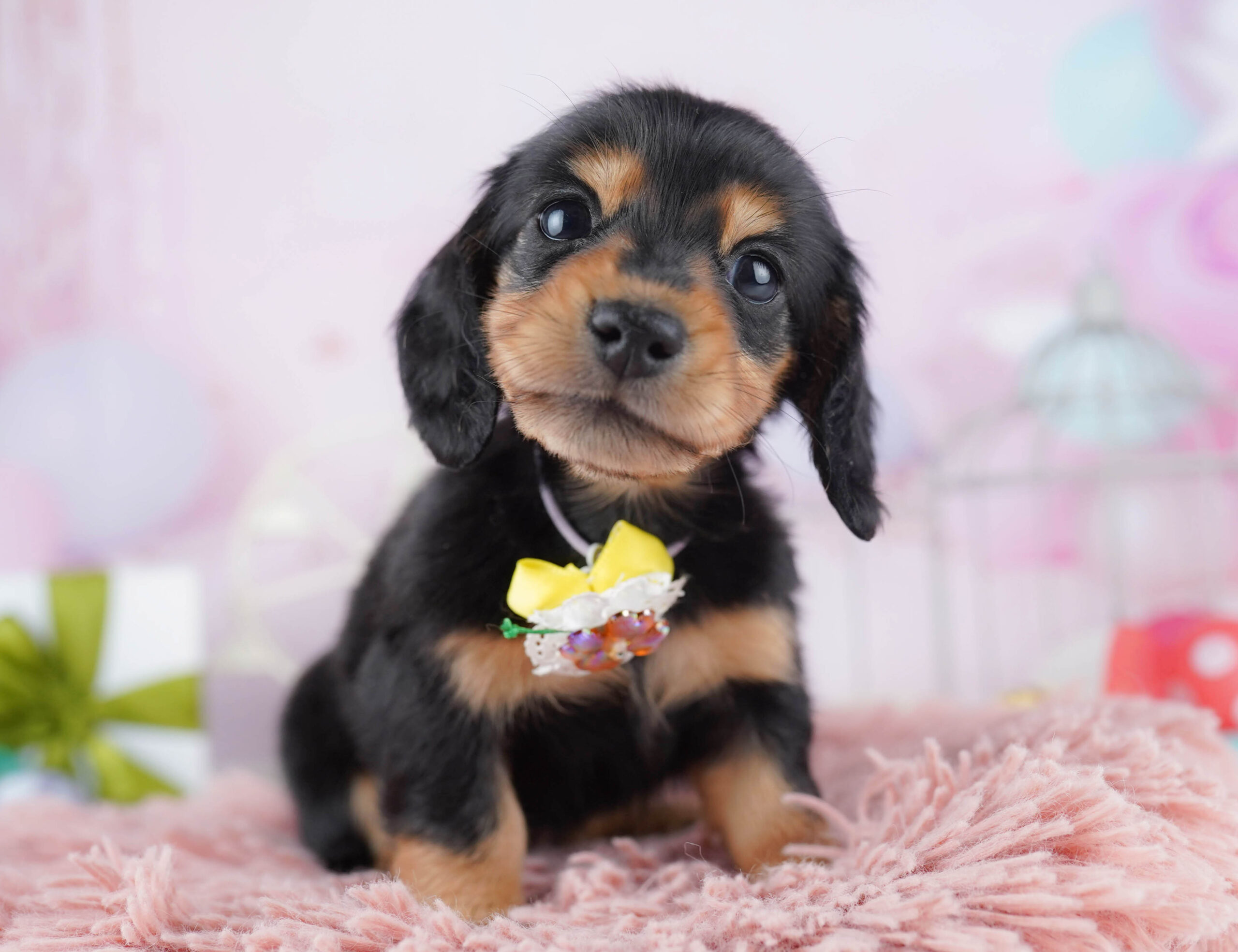 ミニチュア・ダックスフンド(ロング) | 女の子 | ブラック＆タン | 2025年12月17日