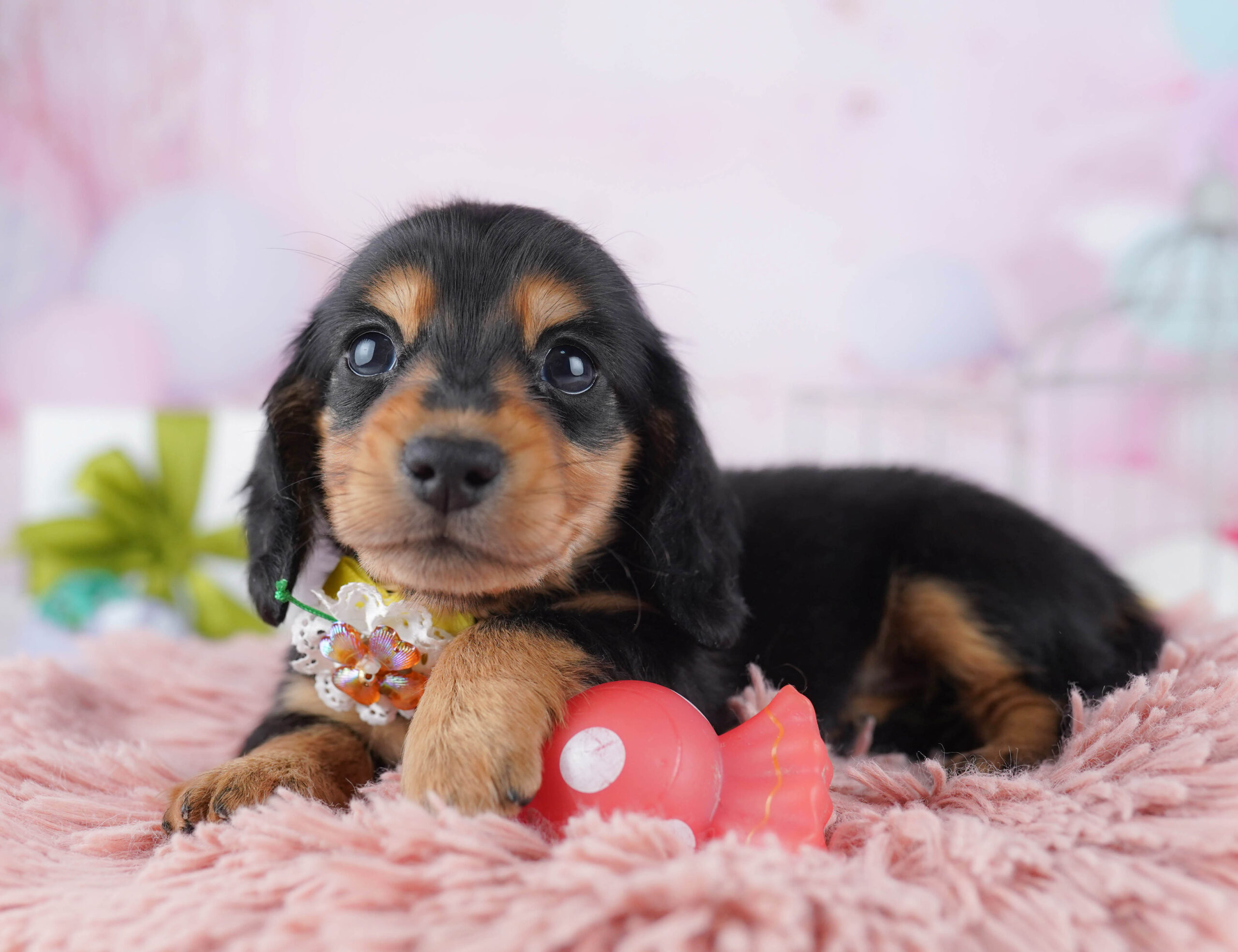 ミニチュア・ダックスフンド(ロング) | 女の子 | ブラック＆タン | 2025年12月17日