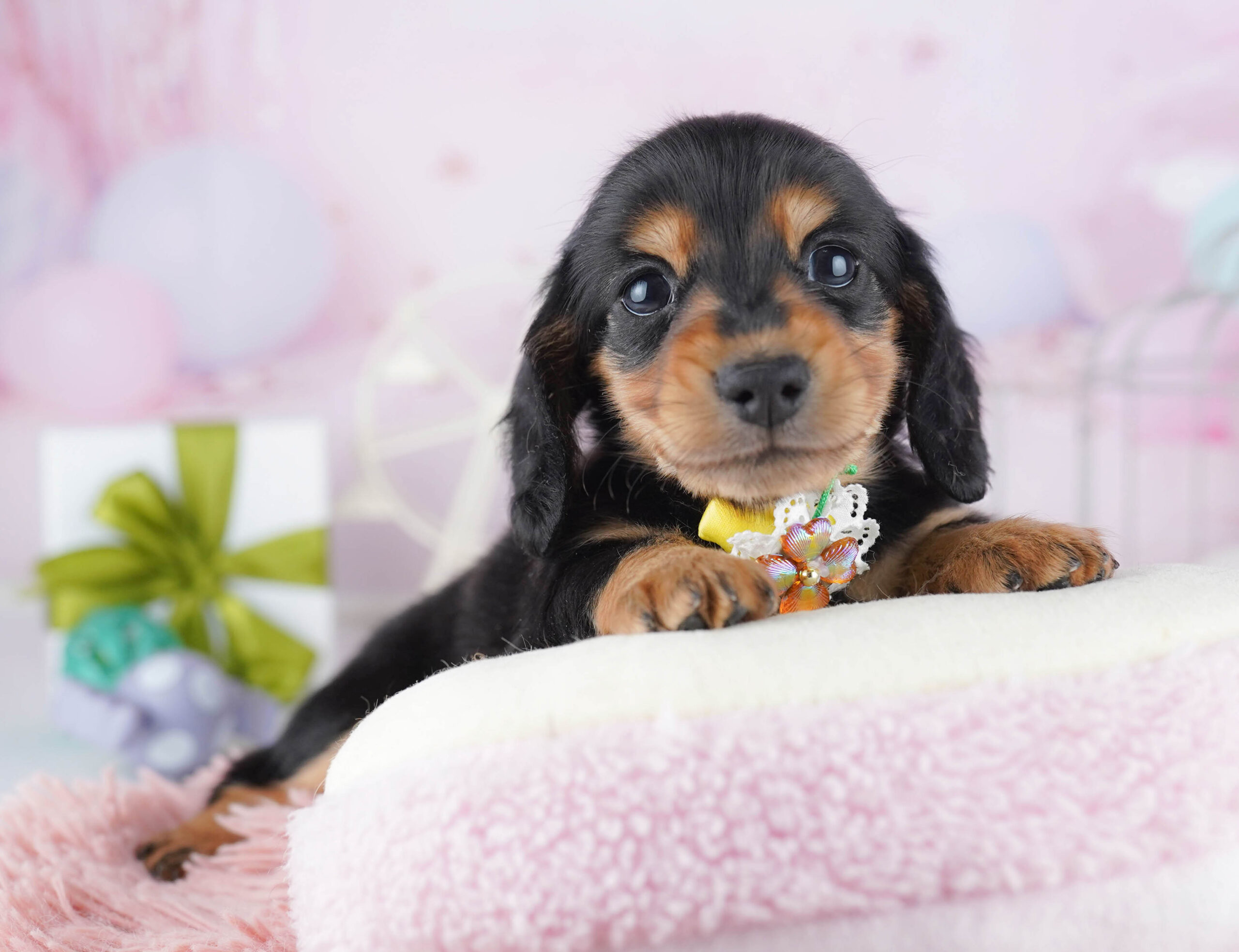 ミニチュア・ダックスフンド(ロング) | 女の子 | ブラック＆タン | 2025年12月17日