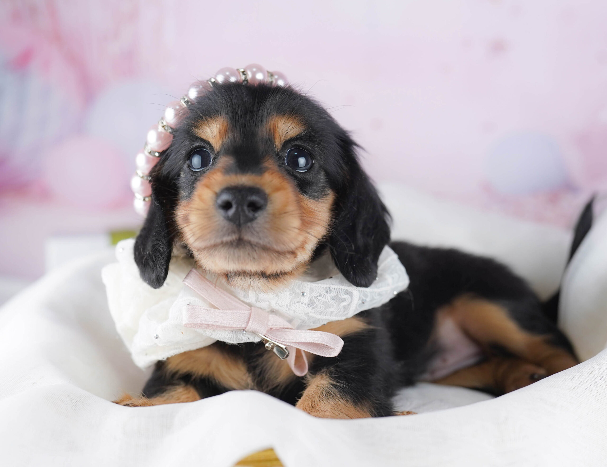 ミニチュア・ダックスフンド(ロング) | 女の子 | ブラック＆タン | 2025年12月17日