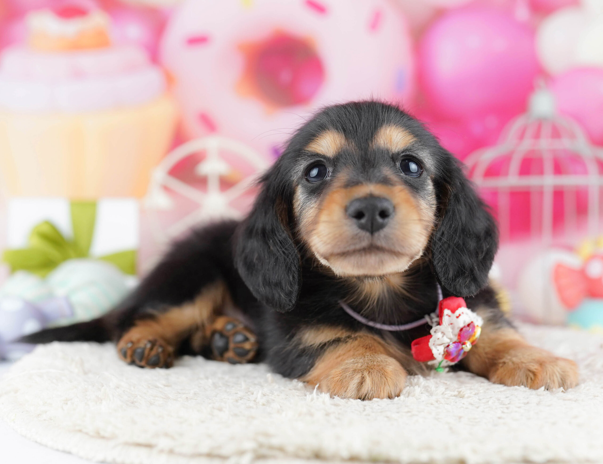 ミニチュア・ダックスフンド(ロング) | 男の子 | ブラック＆タン | 2025年12月17日