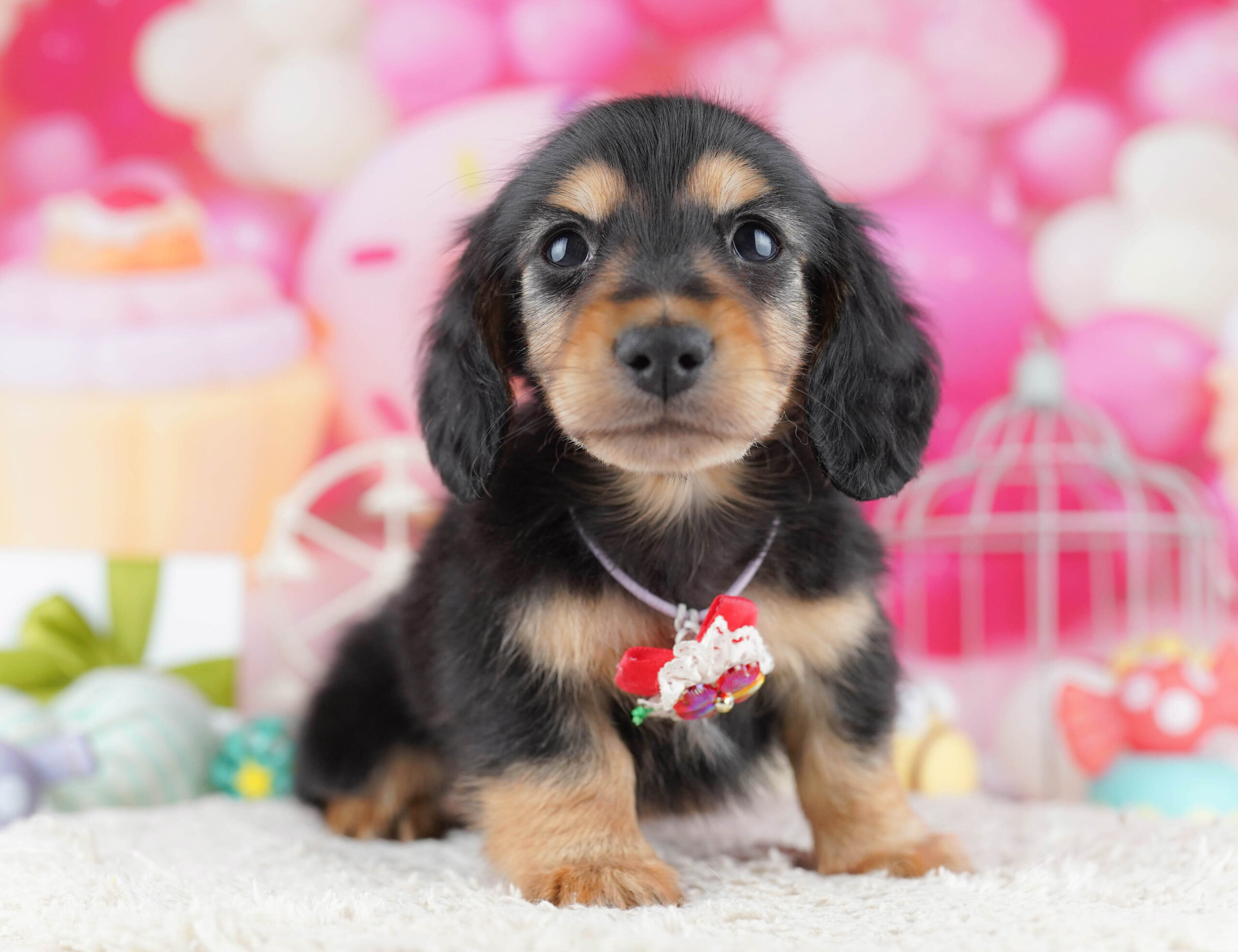 ミニチュア・ダックスフンド(ロング) | 男の子 | ブラック＆タン | 2025年12月17日