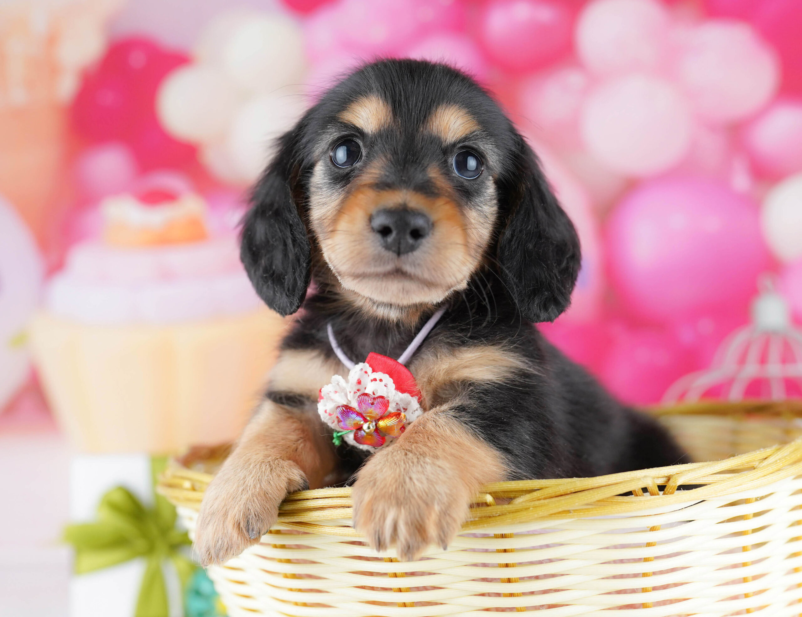 ミニチュア・ダックスフンド(ロング) | 男の子 | ブラック＆タン | 2025年12月17日
