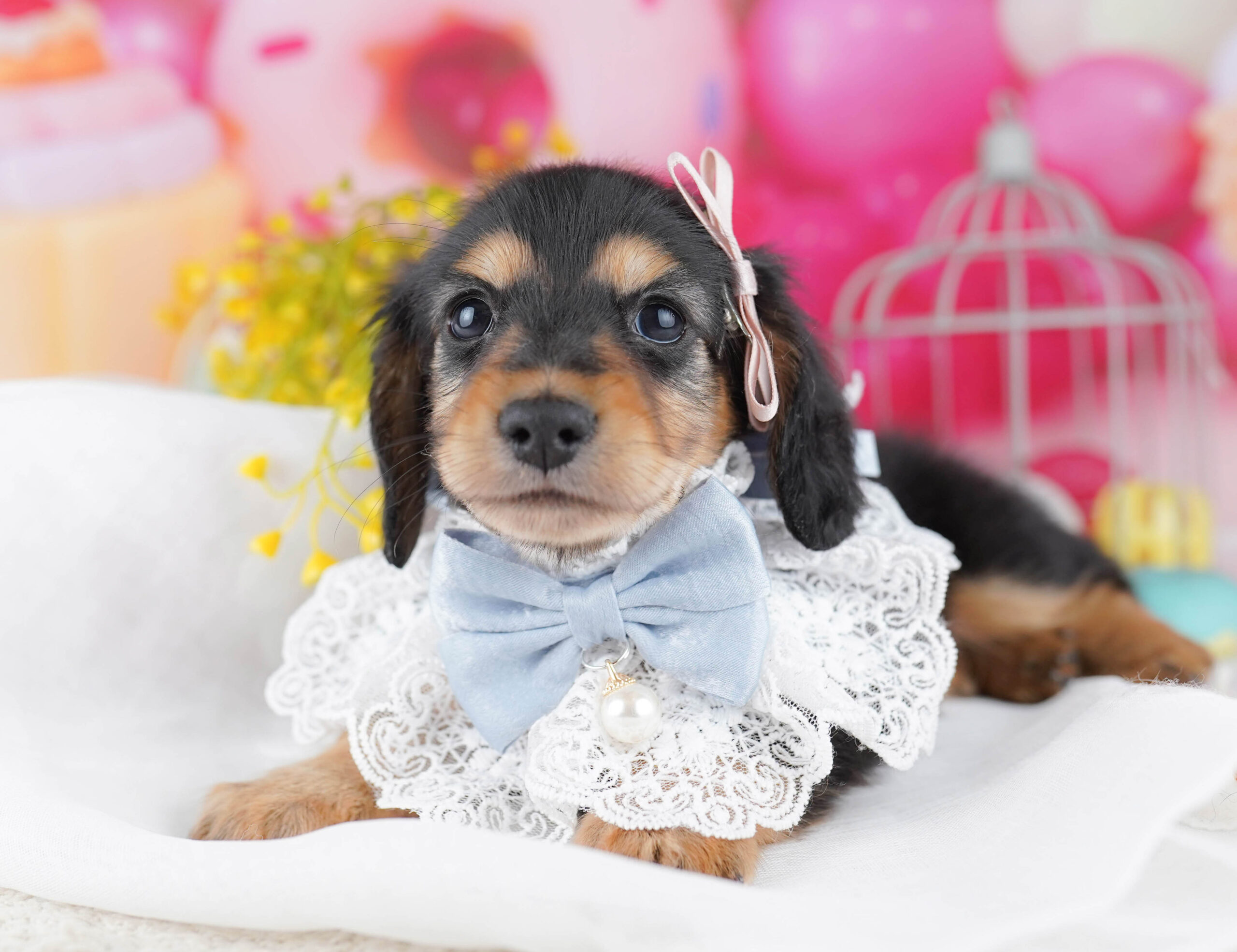 ミニチュア・ダックスフンド(ロング) | 男の子 | ブラック＆タン | 2025年12月17日