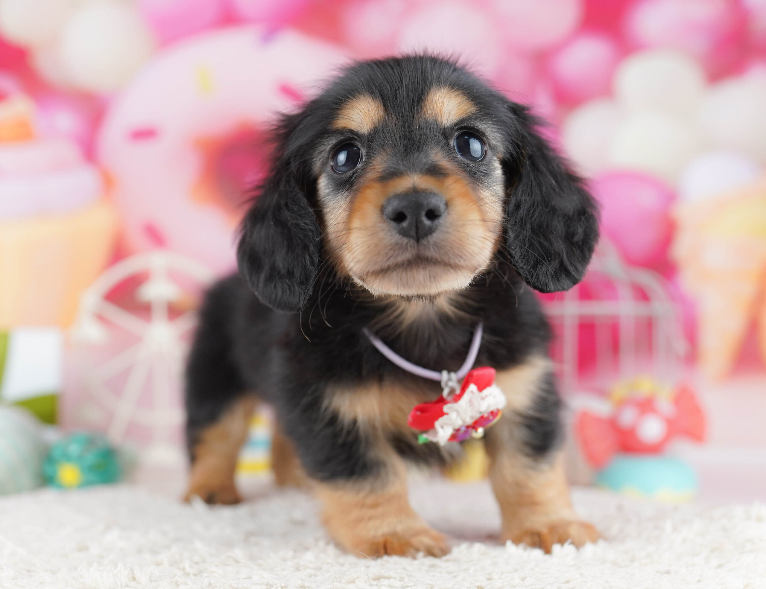 ミニチュア・ダックスフンド(ロング) | 男の子 | ブラック＆タン | 2025年12月17日