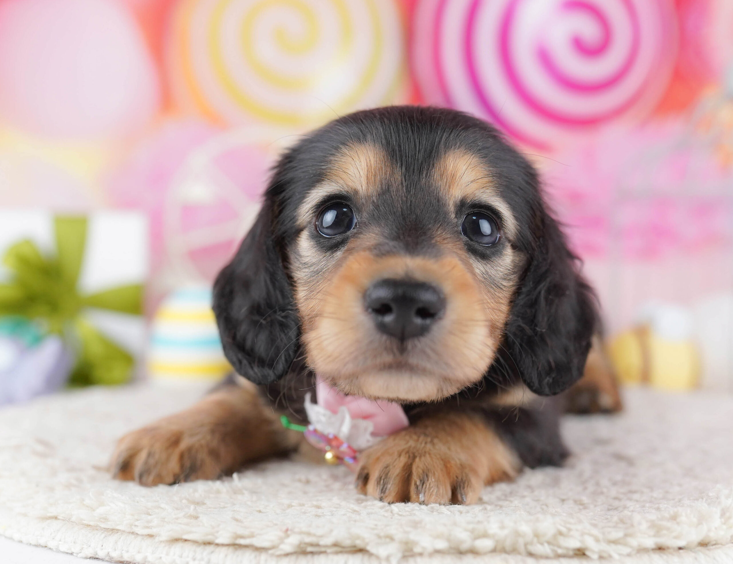 ミニチュア・ダックスフンド(ロング) | 女の子 | ブラック＆タン | 2025年12月17日