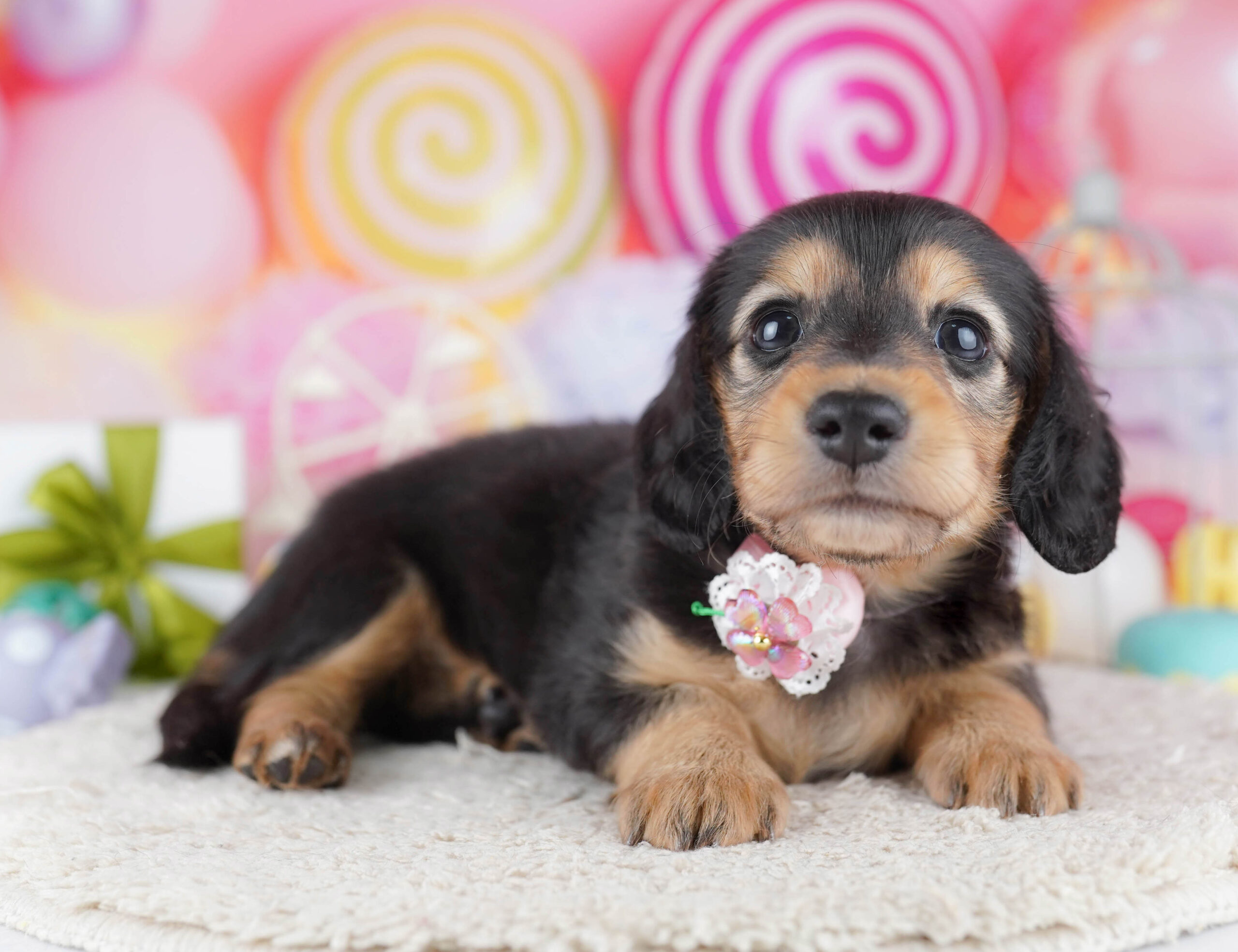 ミニチュア・ダックスフンド(ロング) | 女の子 | ブラック&タン | 2025年12月17日