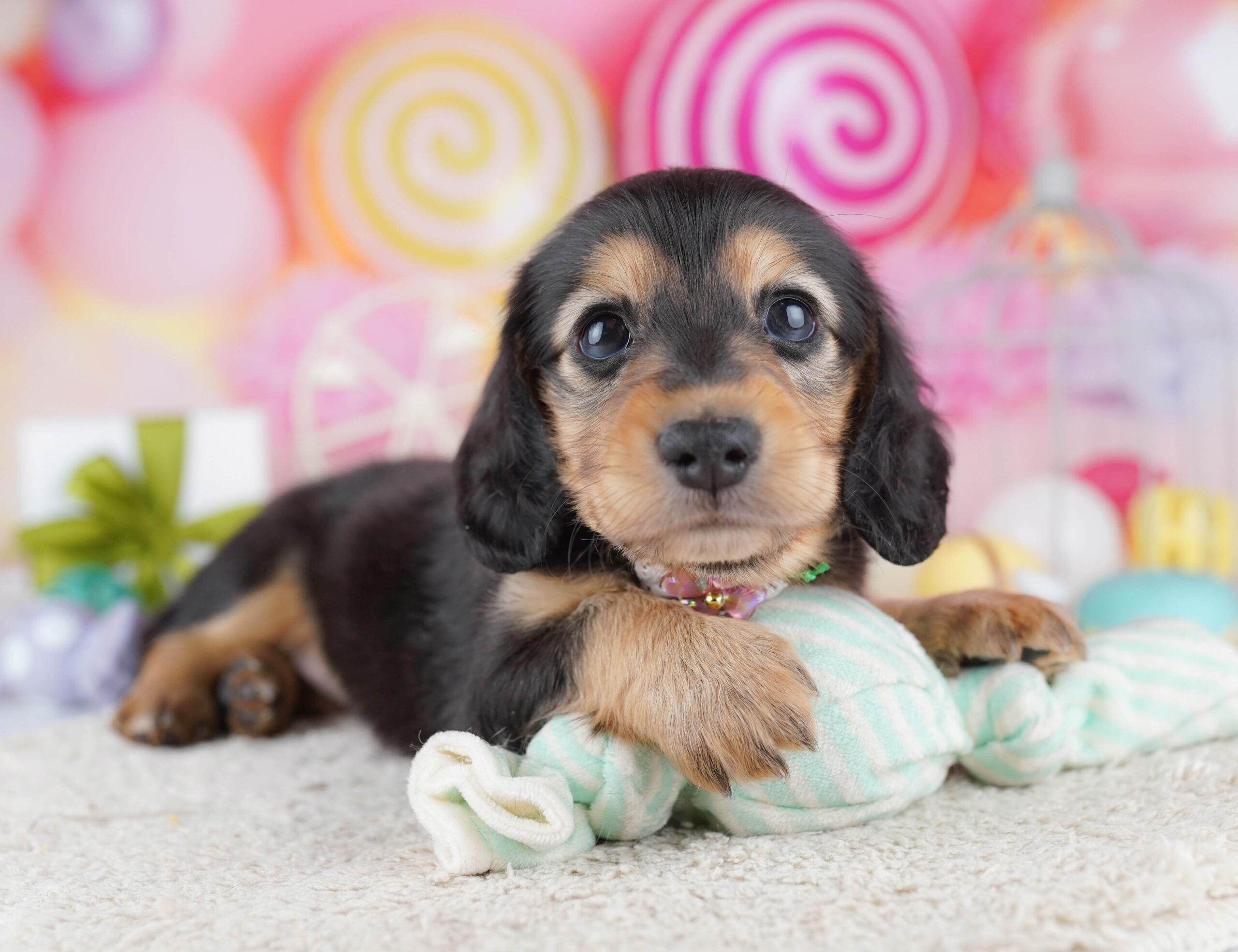 ミニチュア・ダックスフンド(ロング) | 女の子 | ブラック&タン | 2025年12月17日