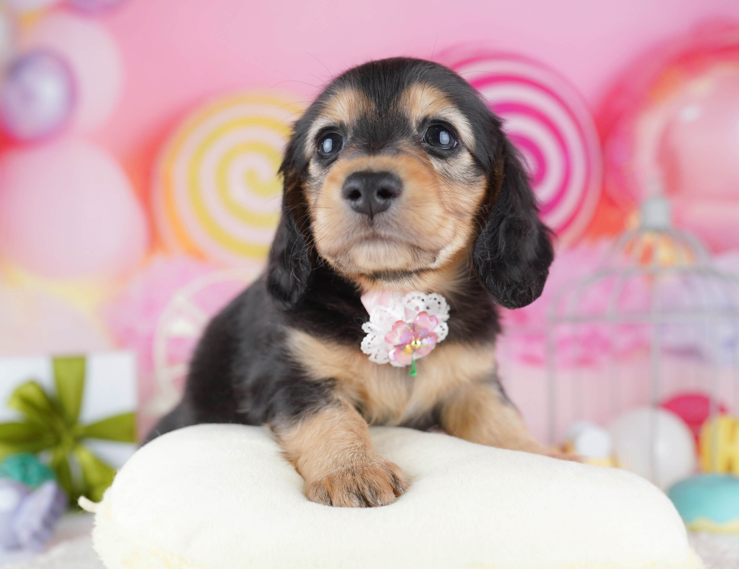 ミニチュア・ダックスフンド(ロング) | 女の子 | ブラック&タン | 2025年12月17日