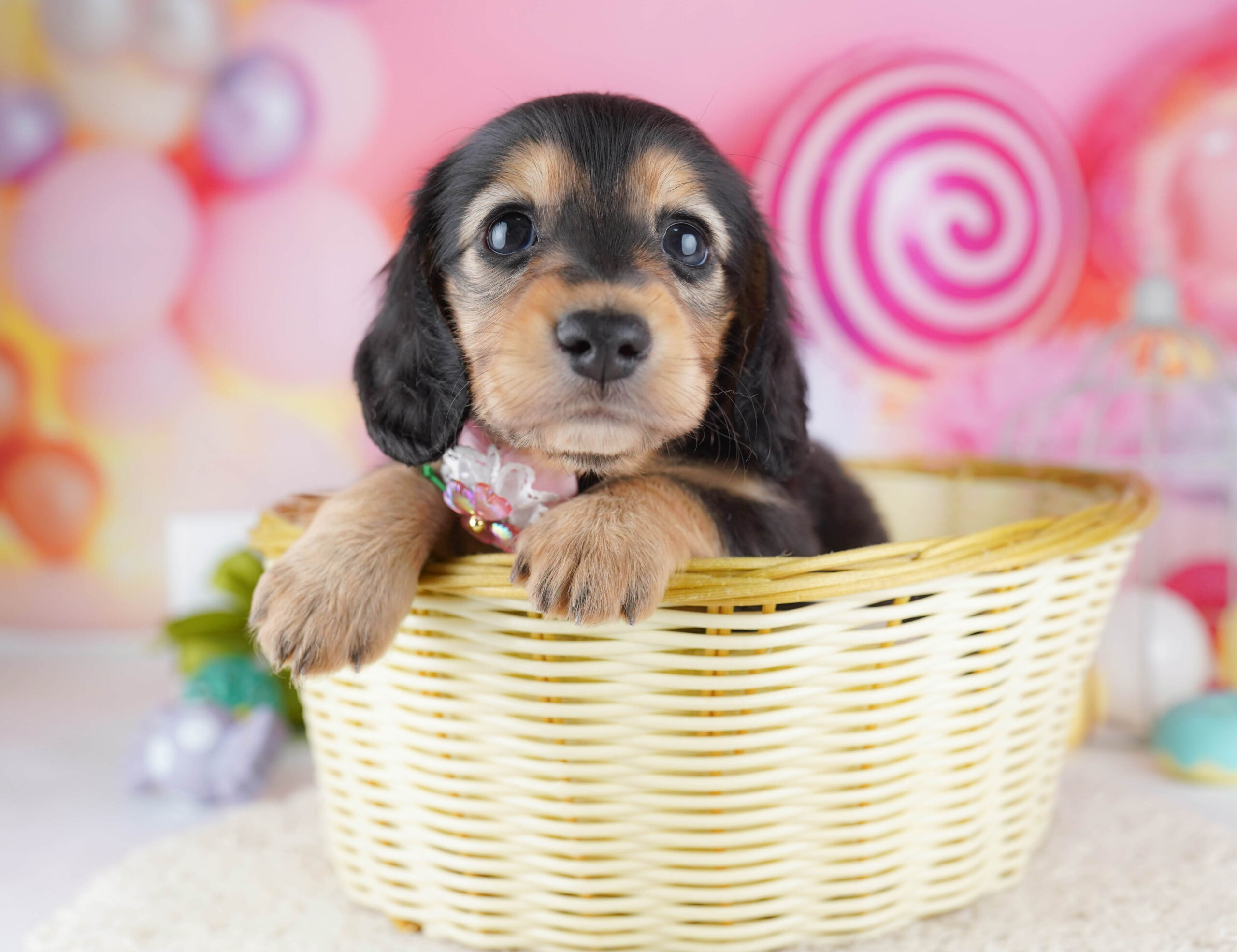 ミニチュア・ダックスフンド(ロング) | 女の子 | ブラック&タン | 2025年12月17日
