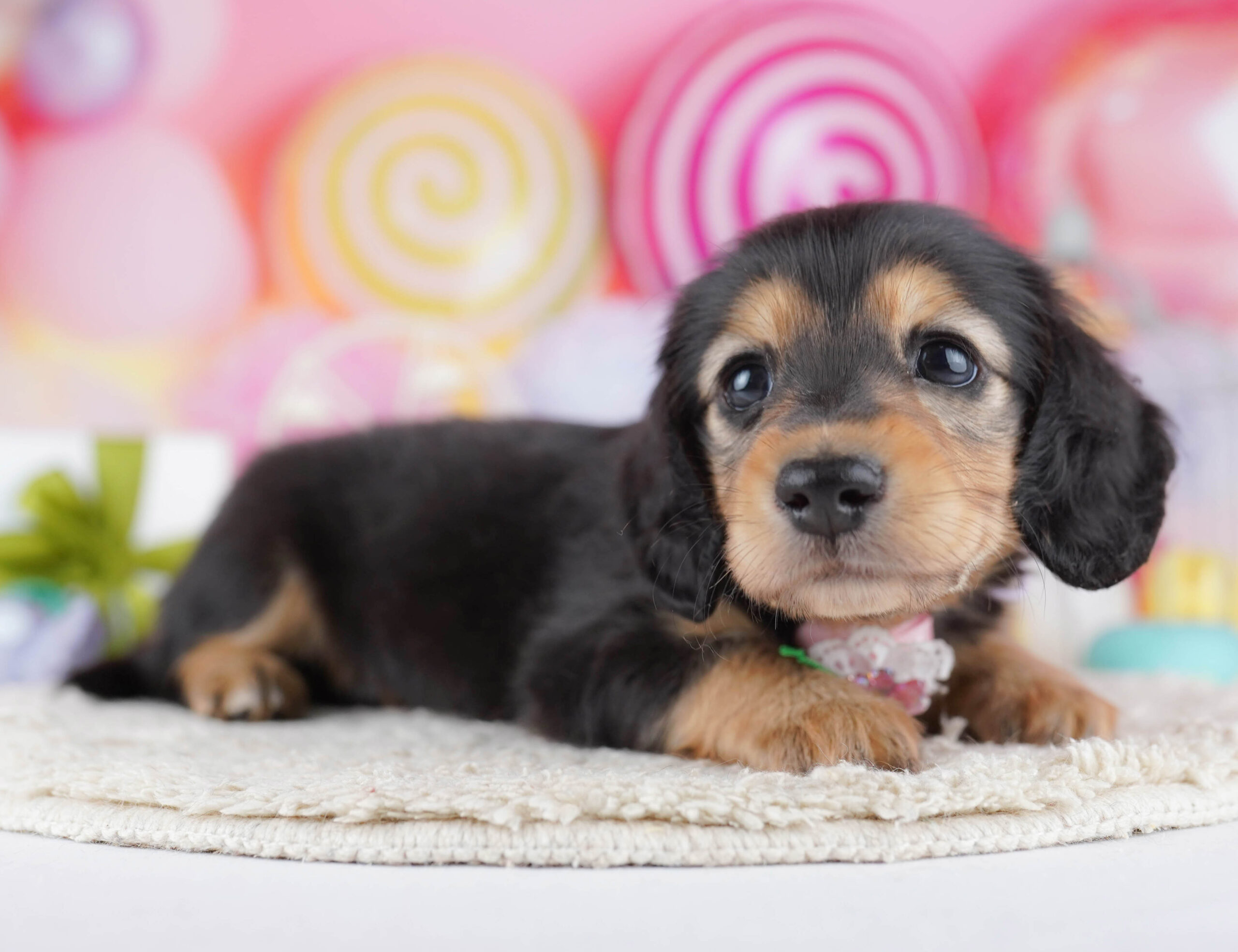 ミニチュア・ダックスフンド(ロング) | 女の子 | ブラック&タン | 2025年12月17日