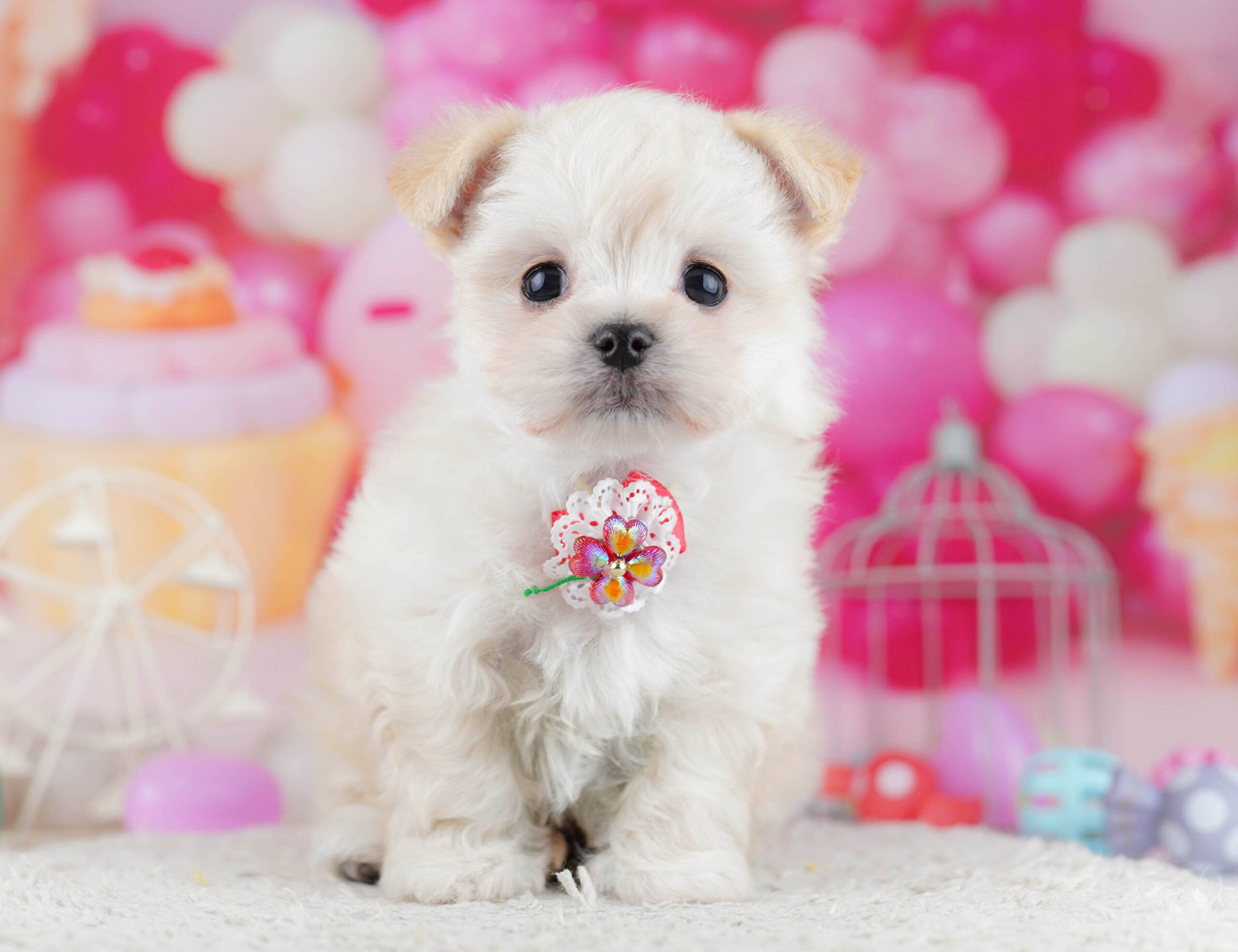 チワマル | 男の子 | クリーム＆ホワイト | 2025年12月19日