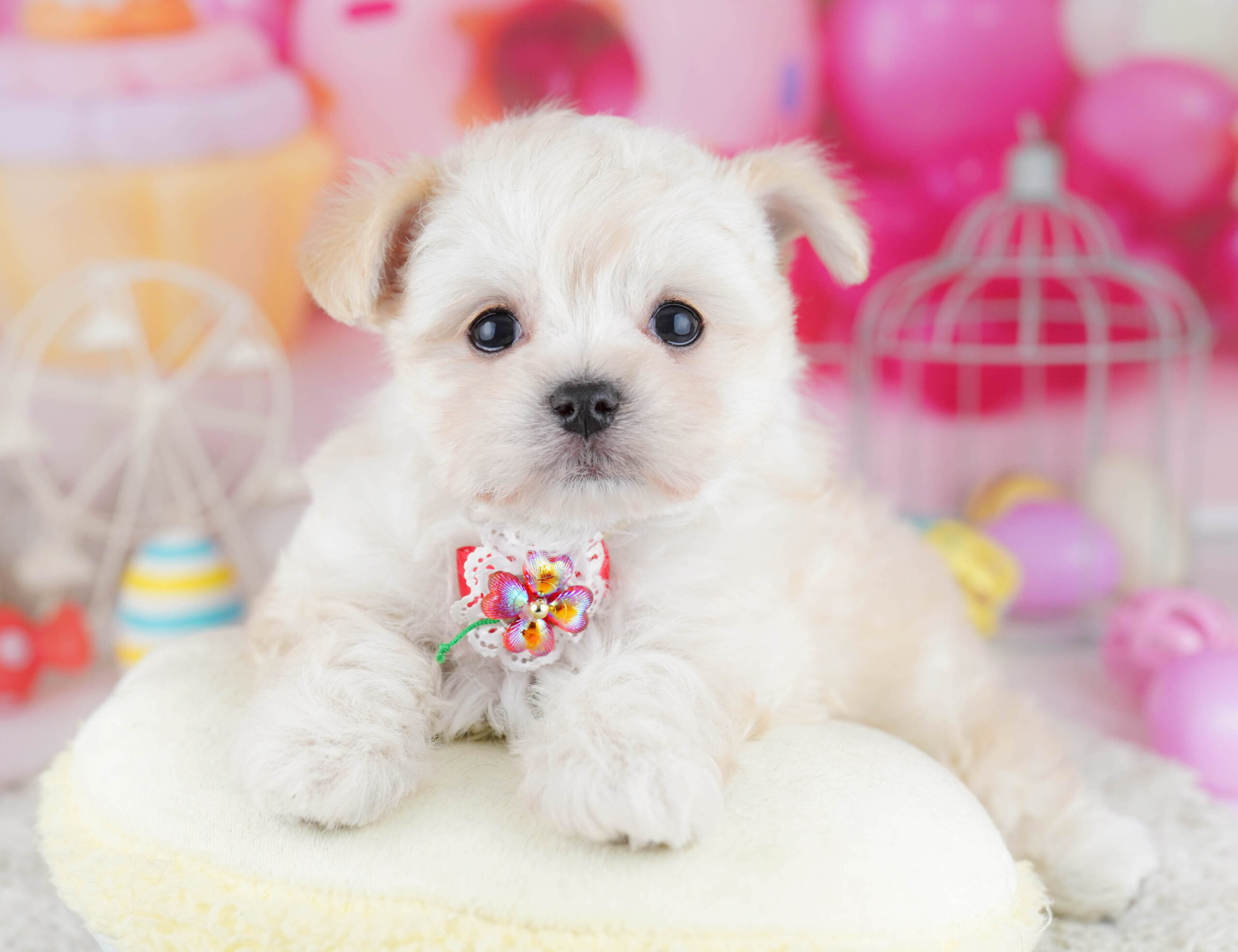 チワマル | 男の子 | クリーム＆ホワイト | 2025年12月19日