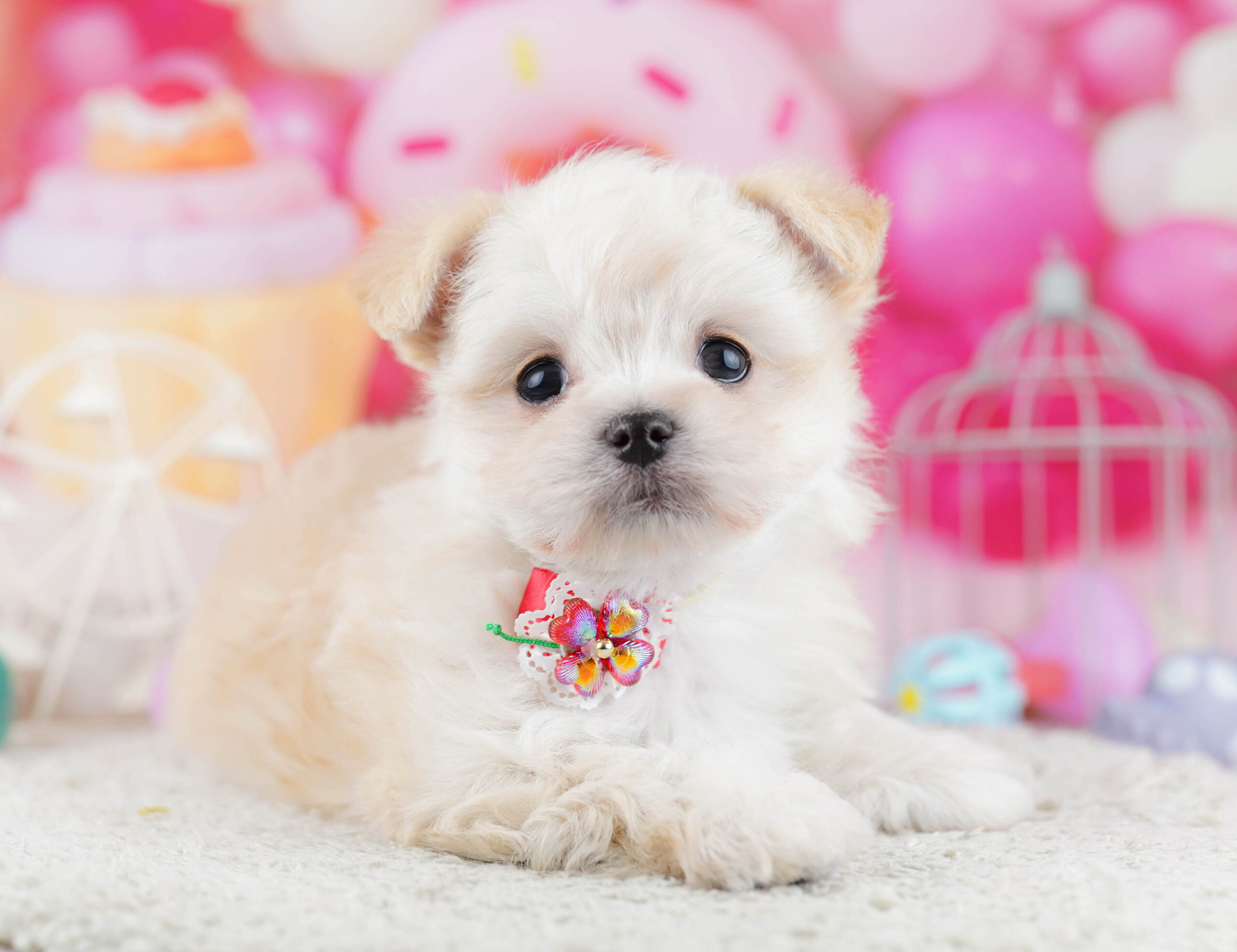 チワマル | 男の子 | クリーム＆ホワイト | 2025年12月19日