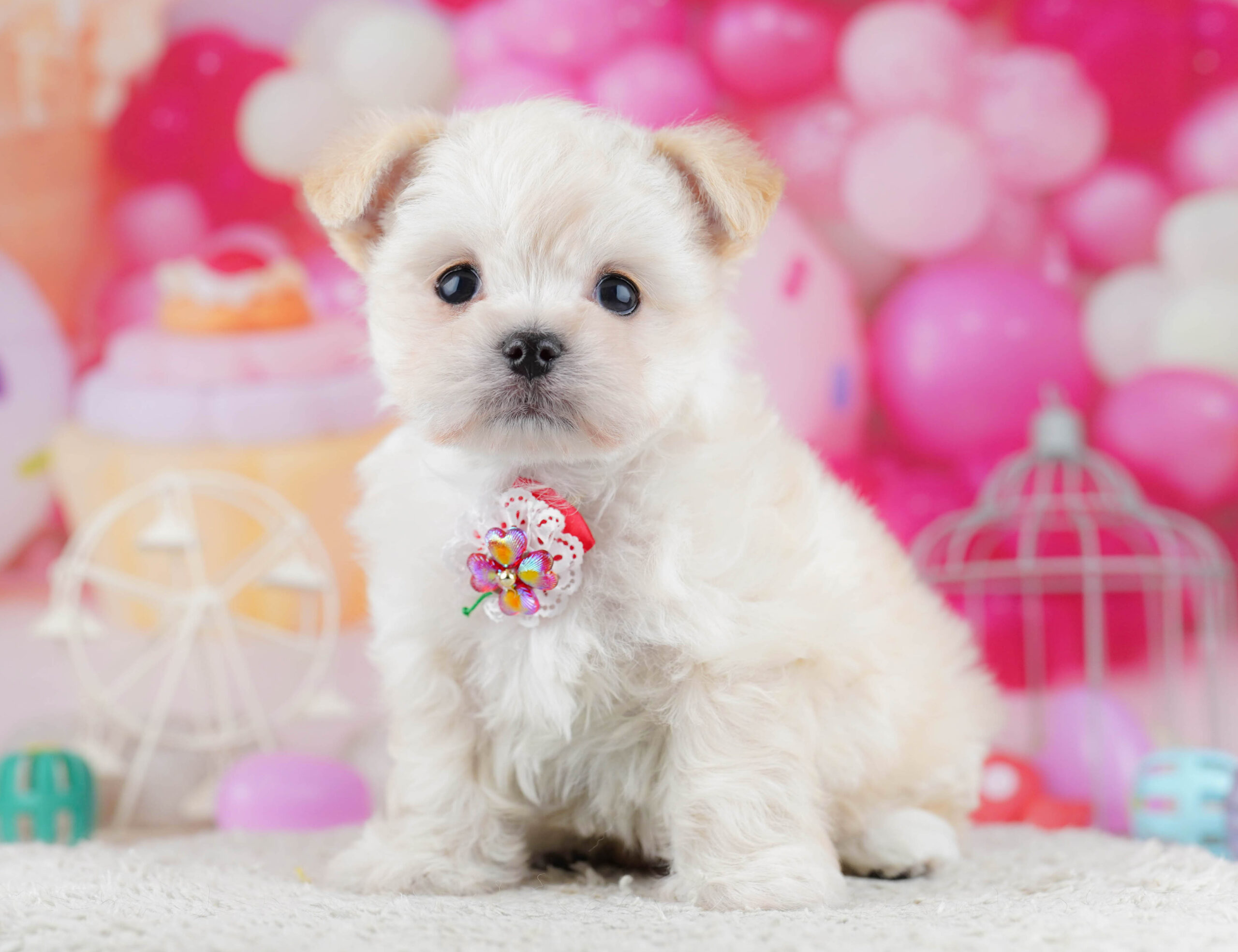 チワマル | 男の子 | クリーム＆ホワイト | 2025年12月19日