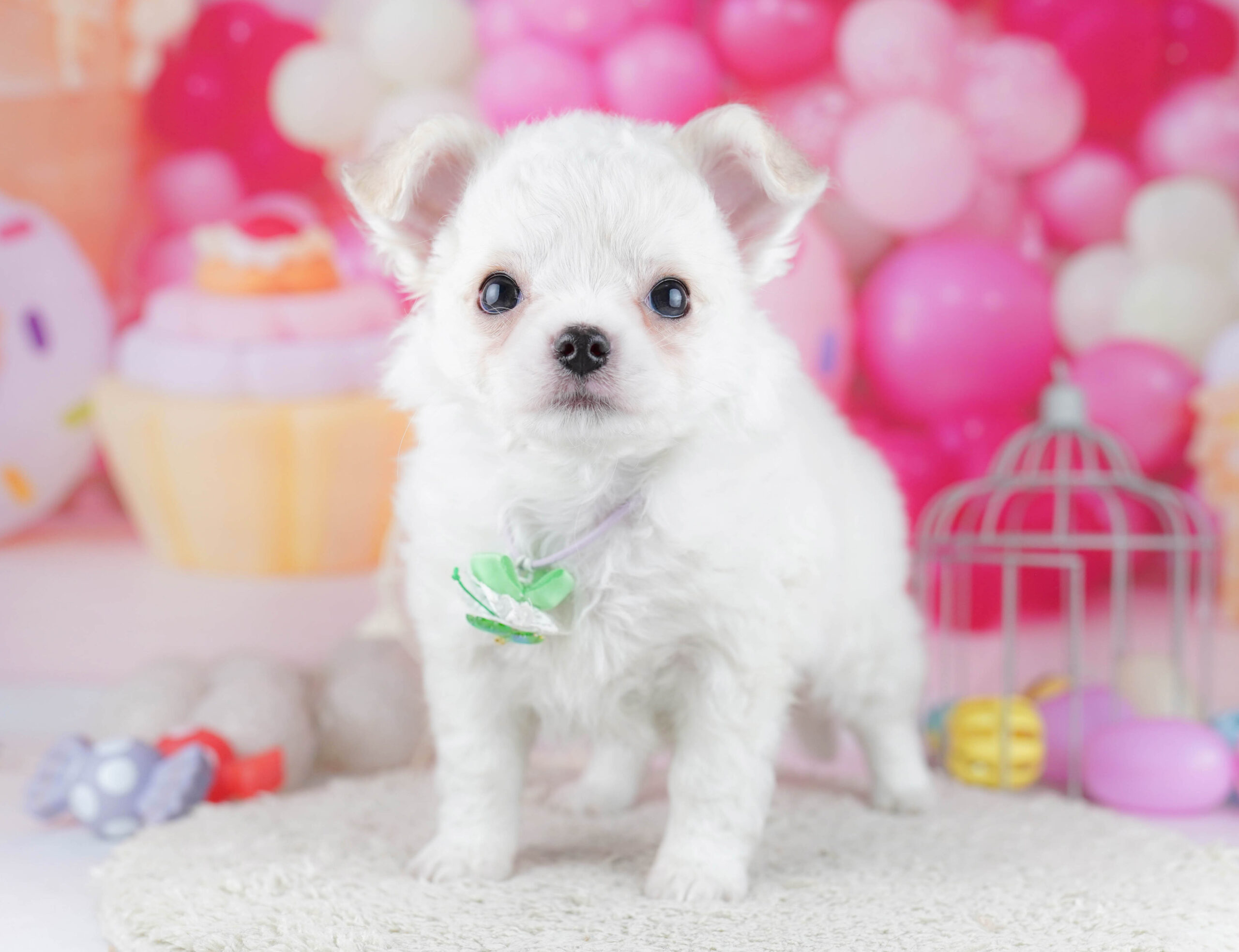 チワワ(ロング) | 女の子 | ホワイト | 2025年12月19日