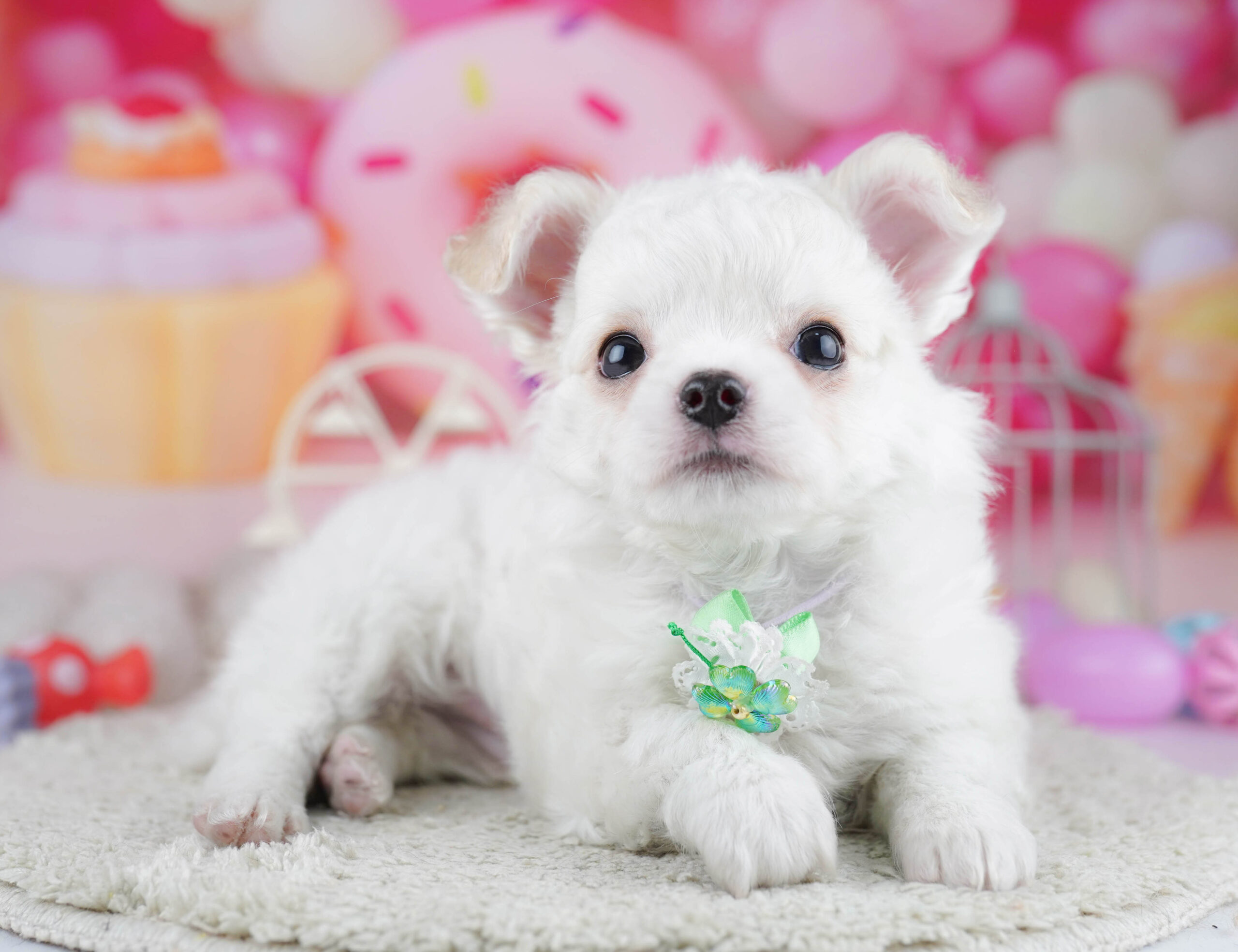 チワワ(ロング) | 女の子 | ホワイト | 2025年12月19日