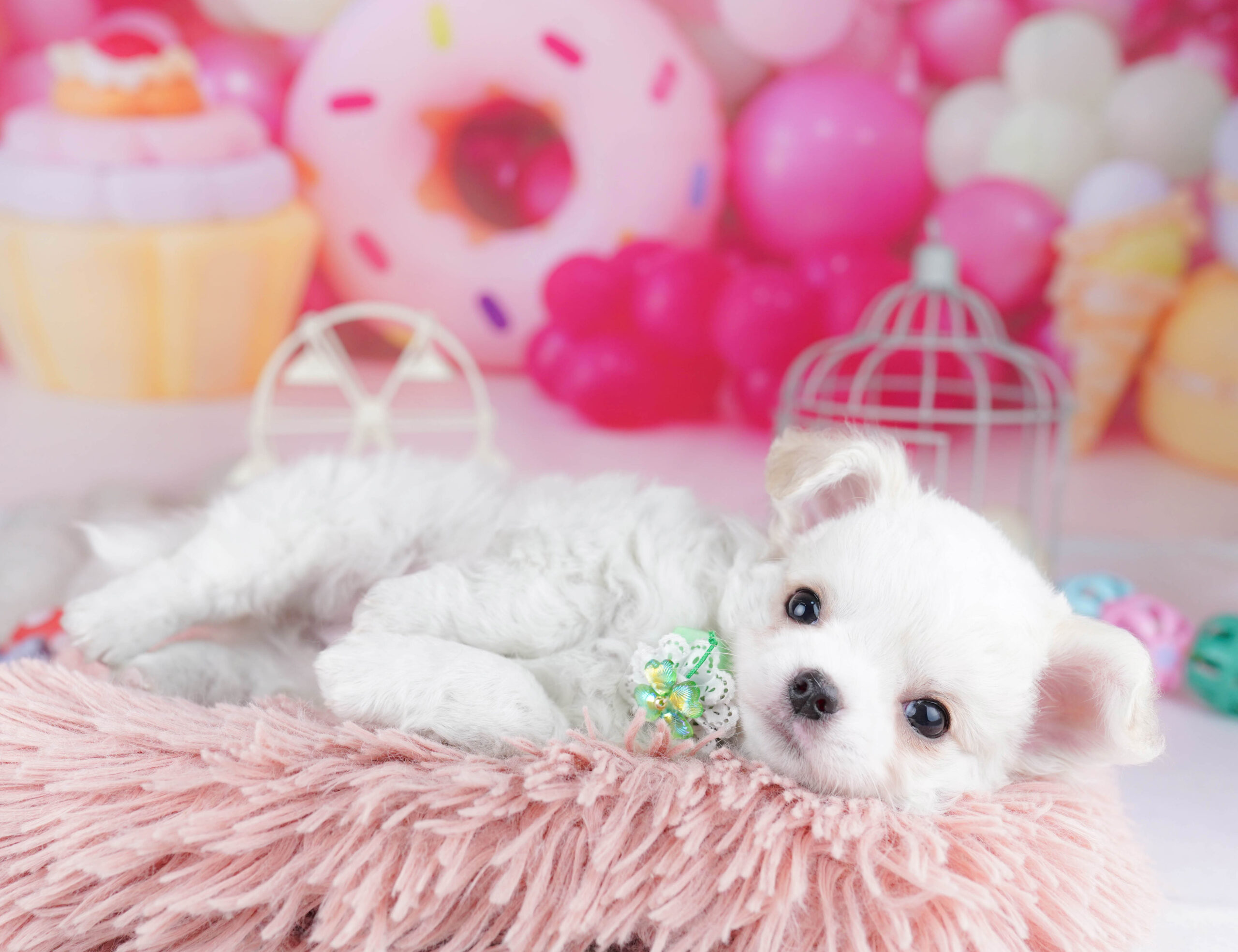 チワワ(ロング) | 女の子 | ホワイト | 2025年12月19日