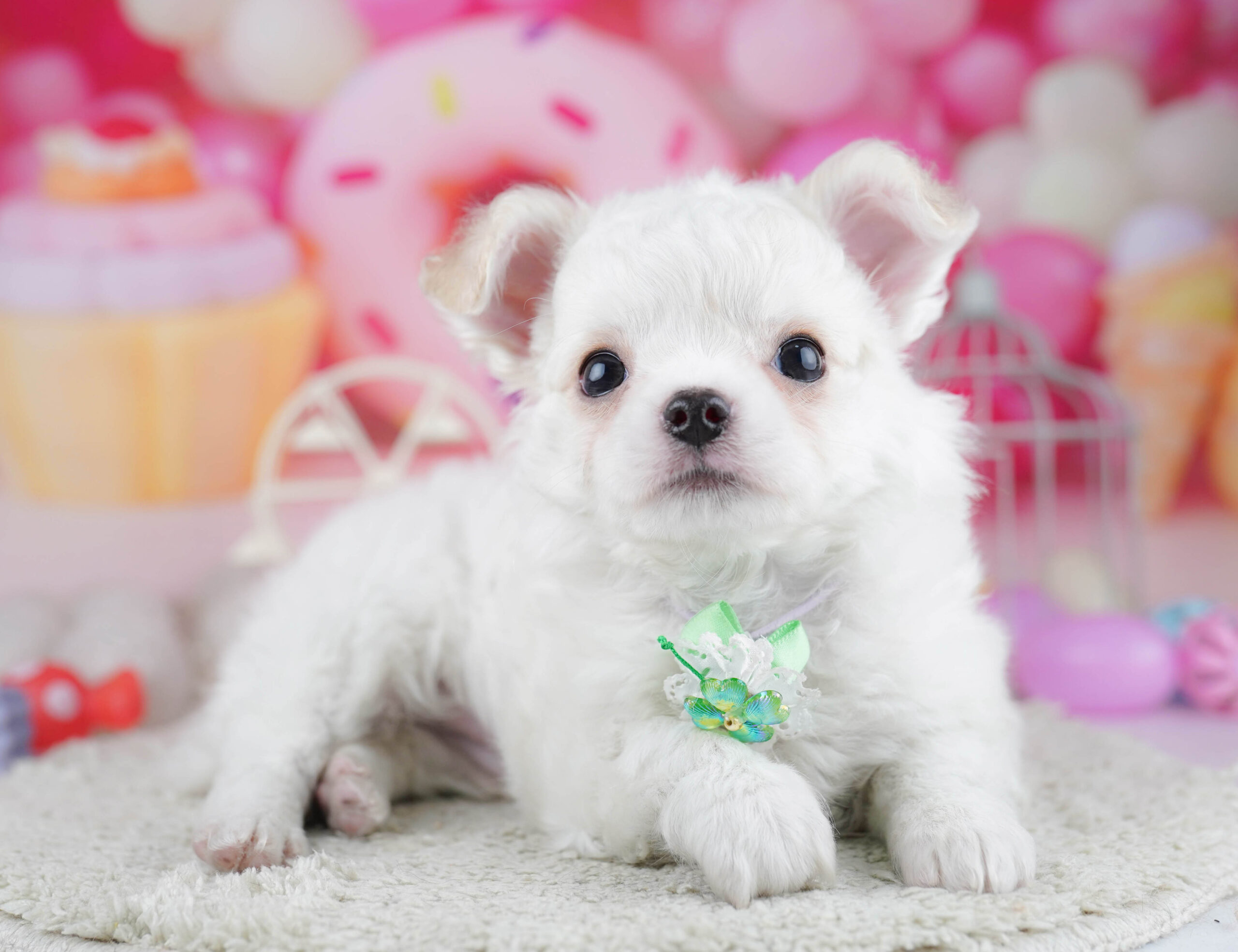 チワワ(ロング) | 女の子 | ホワイト | 2025年12月19日