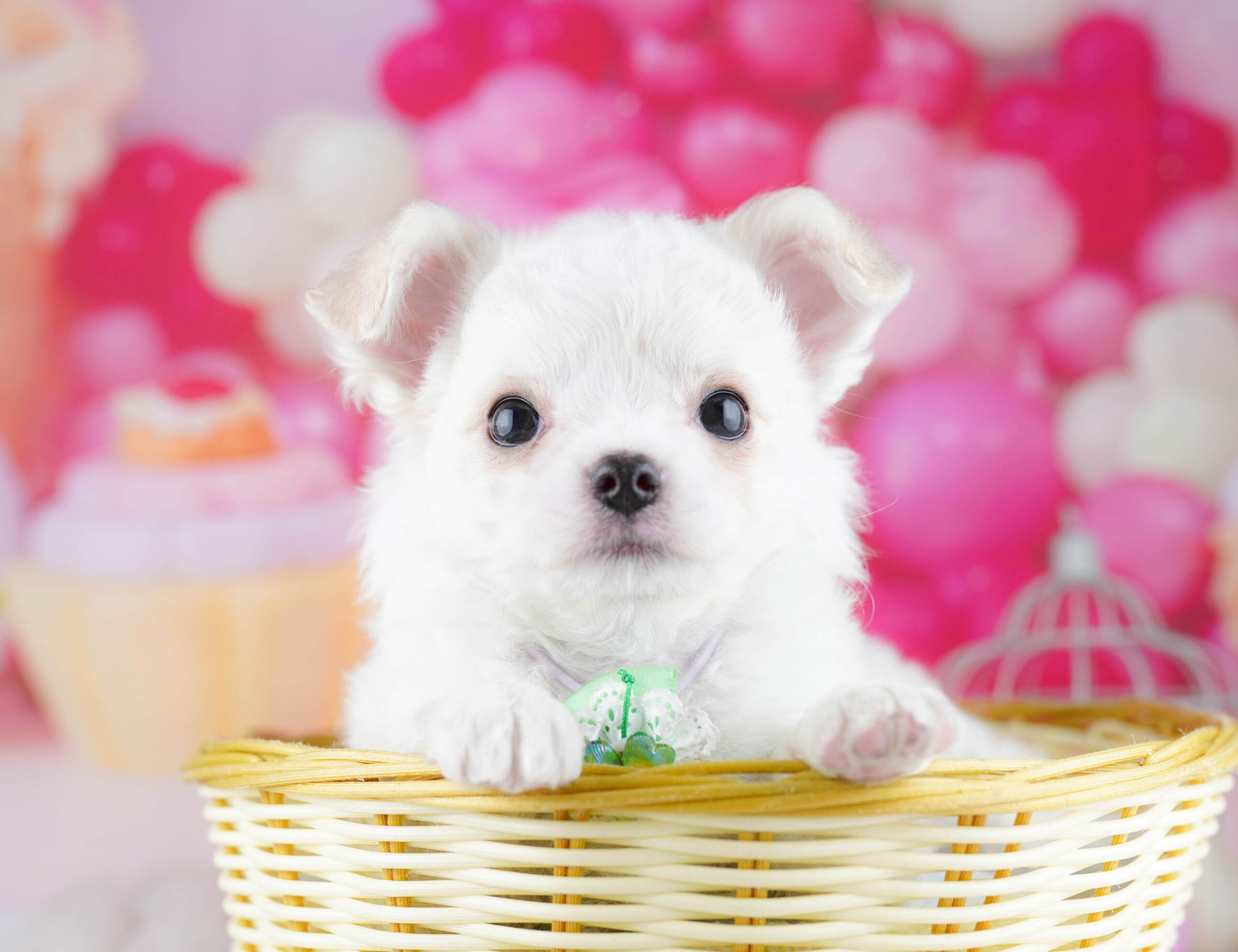 チワワ(ロング) | 女の子 | ホワイト | 2025年12月19日