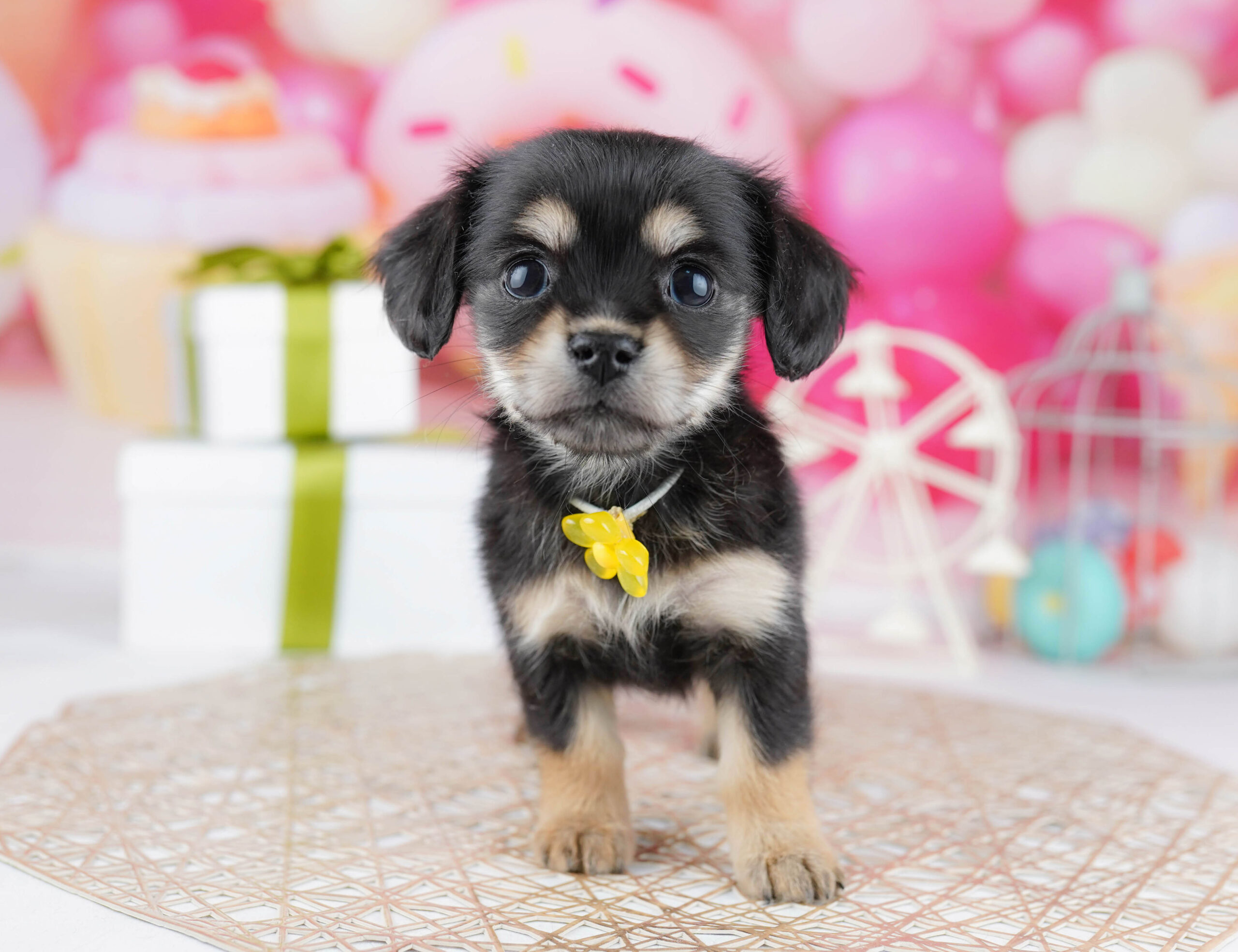 チワックス | 女の子 | ブラック＆イエロー | 2025年12月21日