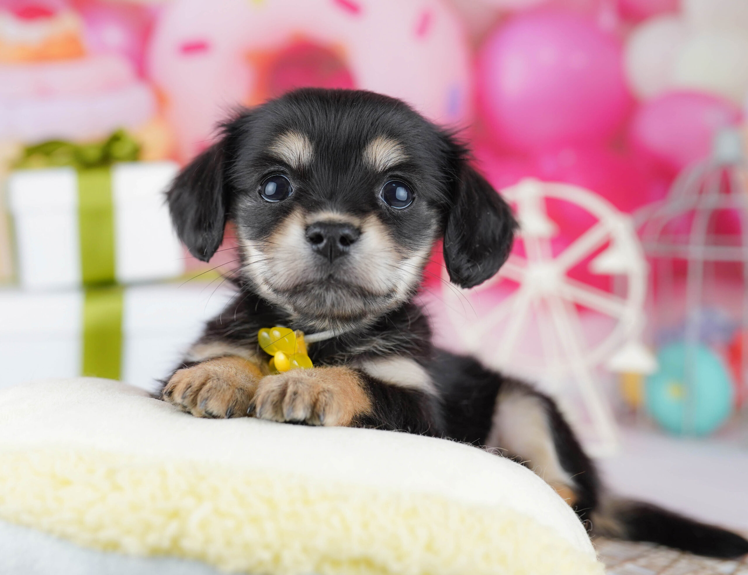 チワックス | 女の子 | ブラック＆イエロー | 2025年12月21日