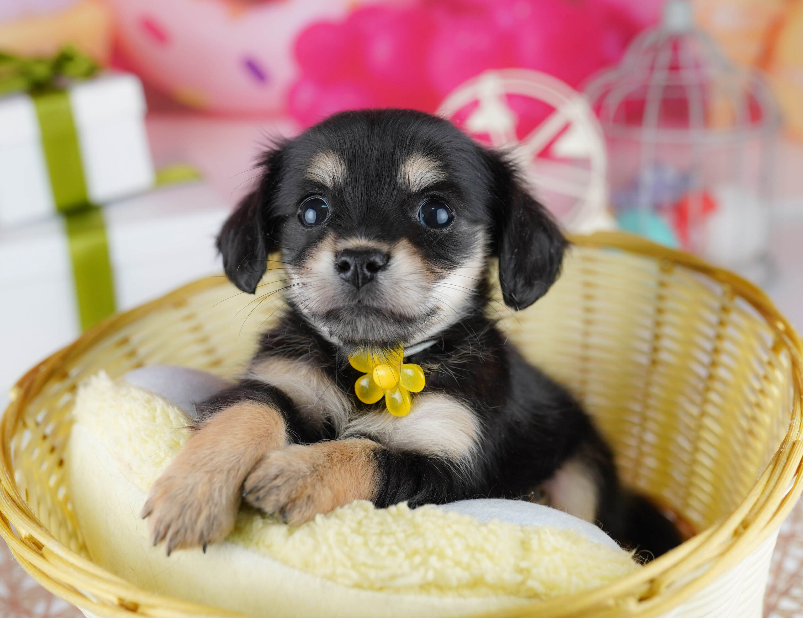 チワックス | 女の子 | ブラック＆イエロー | 2025年12月21日