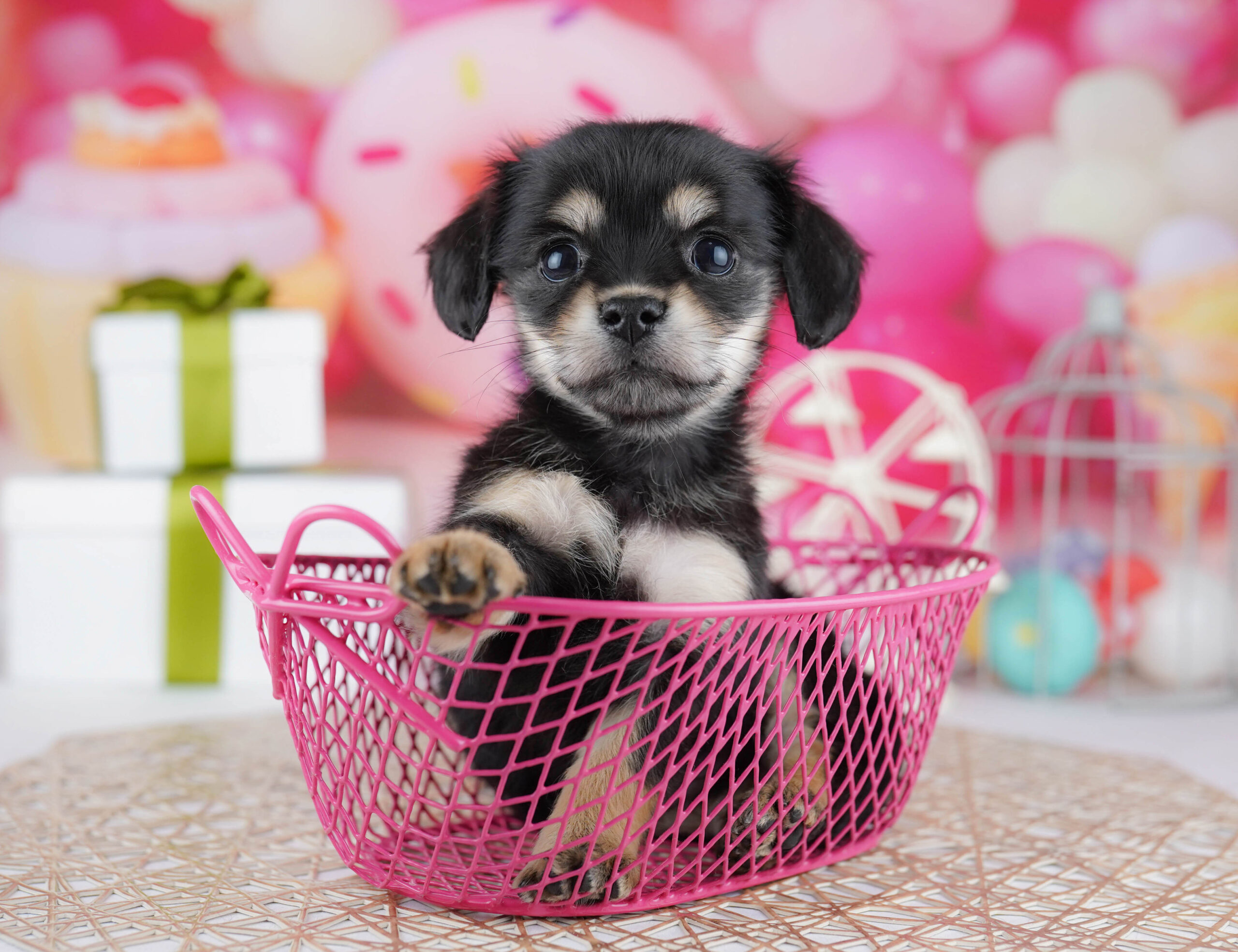 チワックス | 女の子 | ブラック＆イエロー | 2025年12月21日