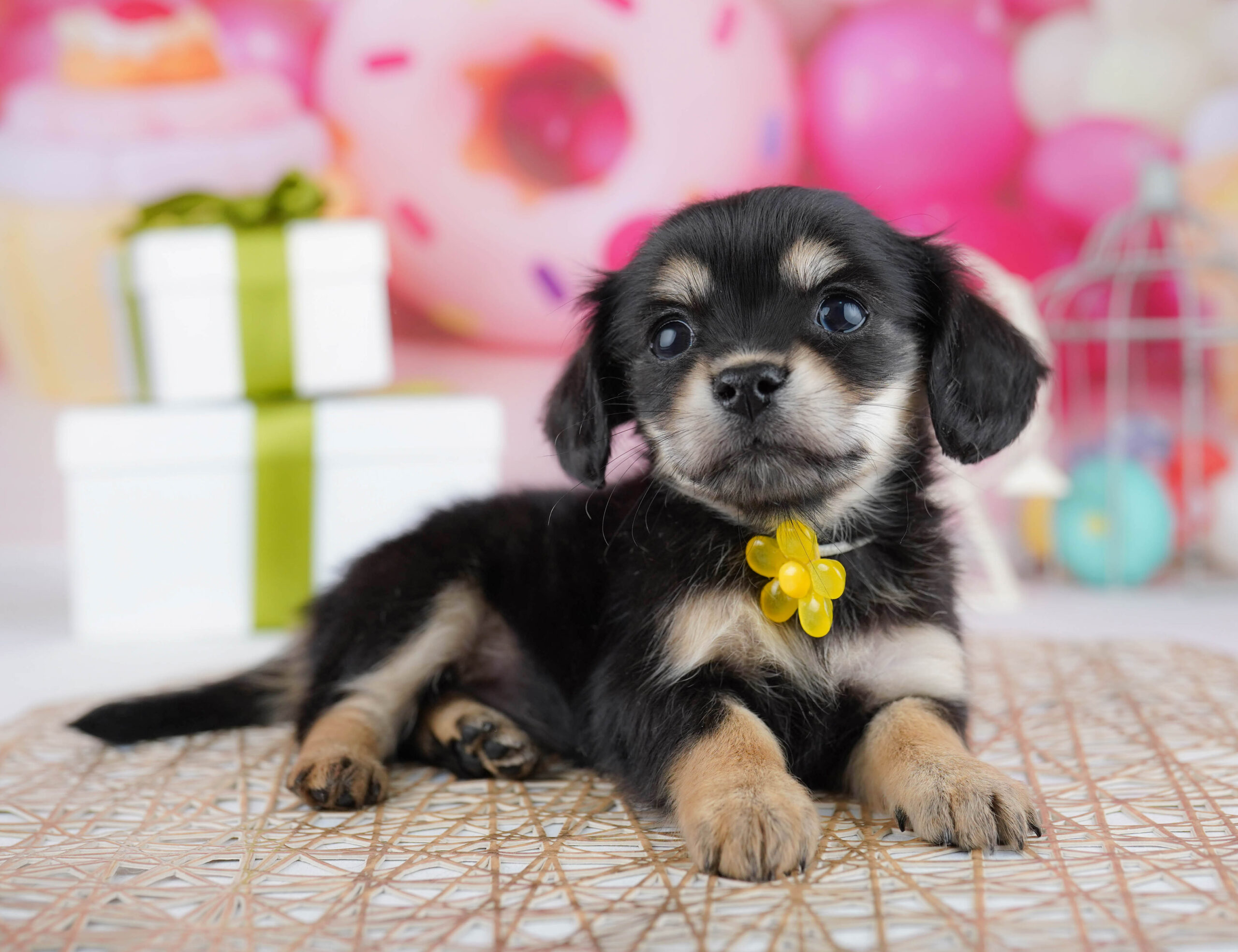 チワックス | 女の子 | ブラック＆イエロー | 2025年12月21日