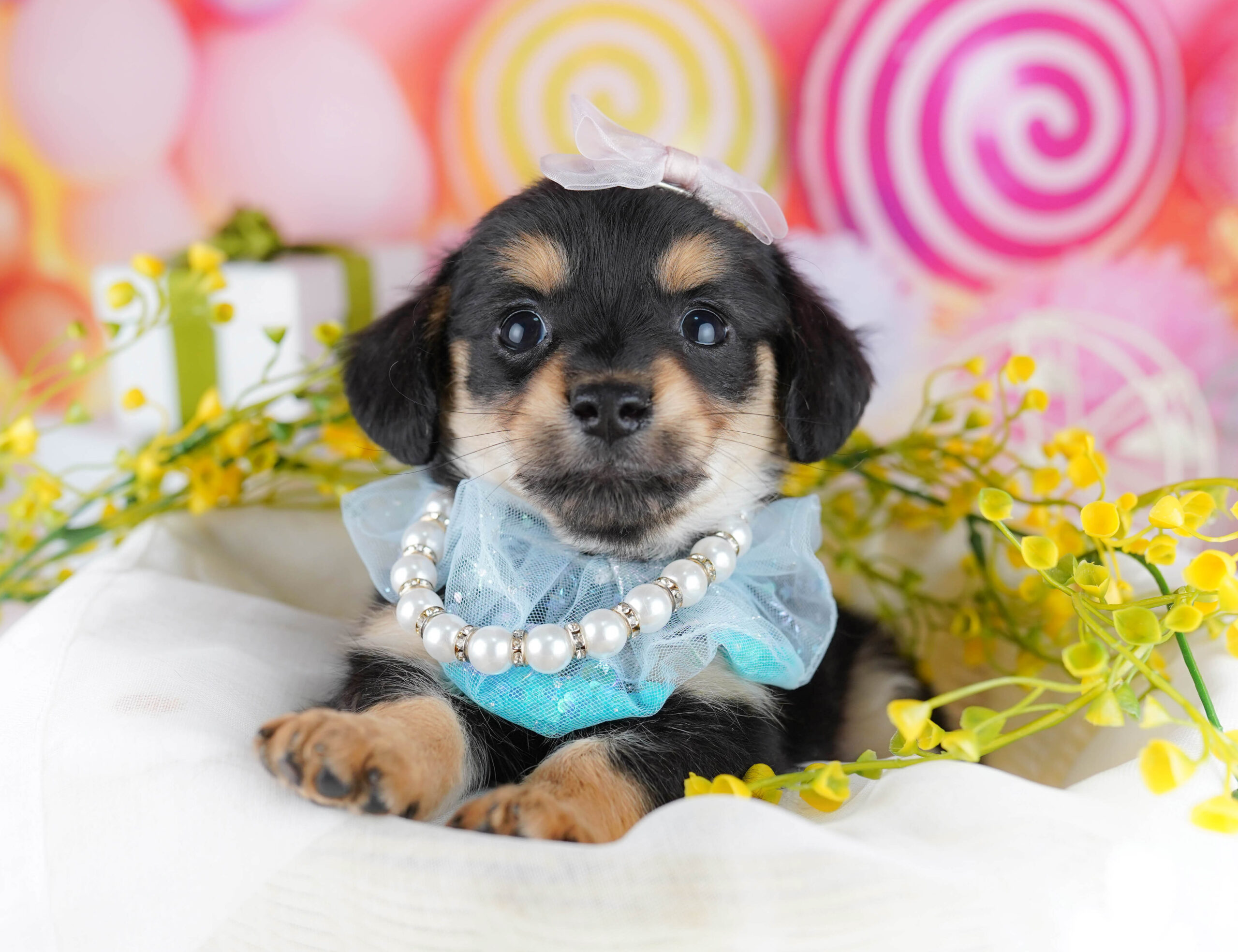 チワックス | 男の子 | ブラック＆タン | 2025年12月21日