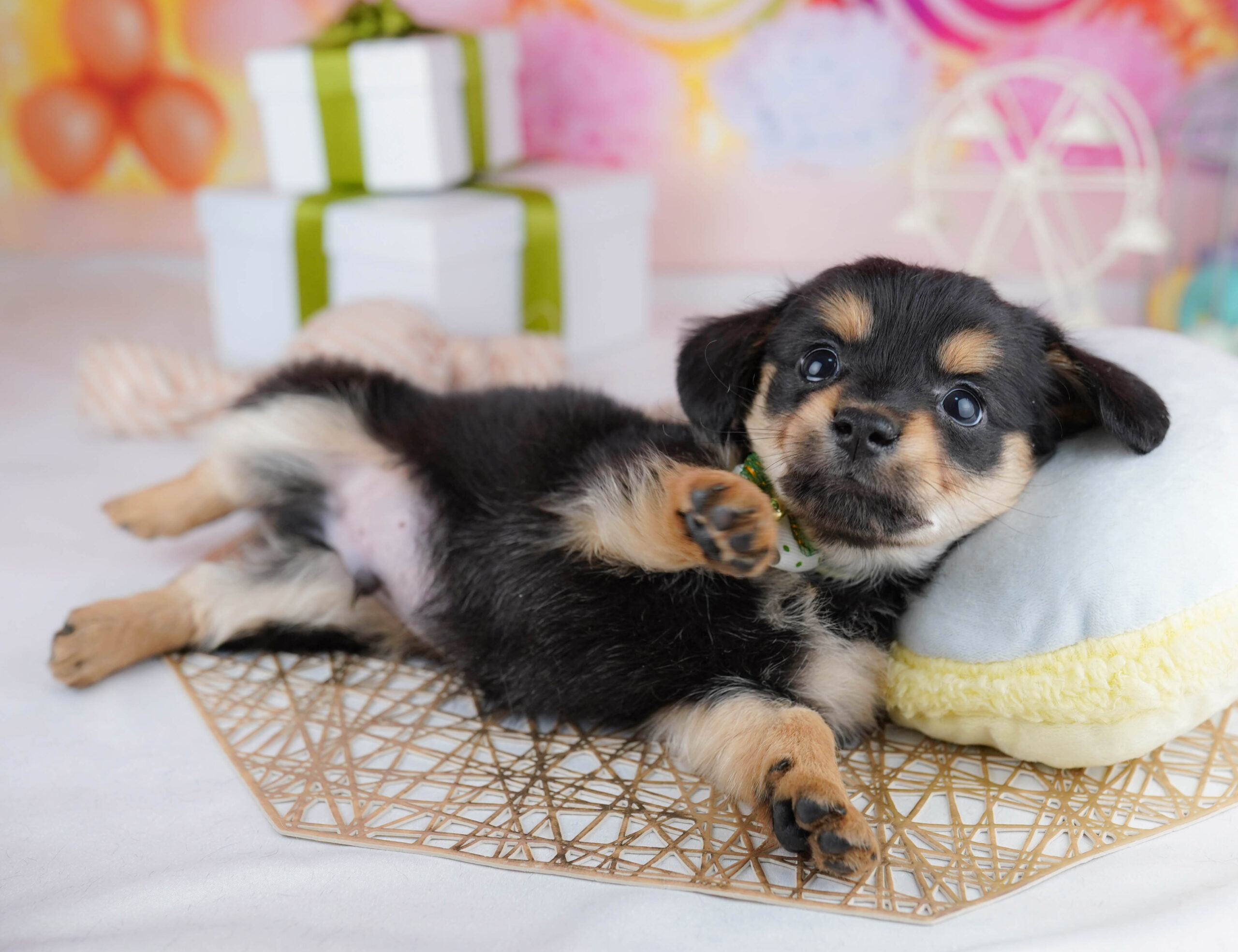 チワックス | 男の子 | ブラック&タン | 2025年12月21日