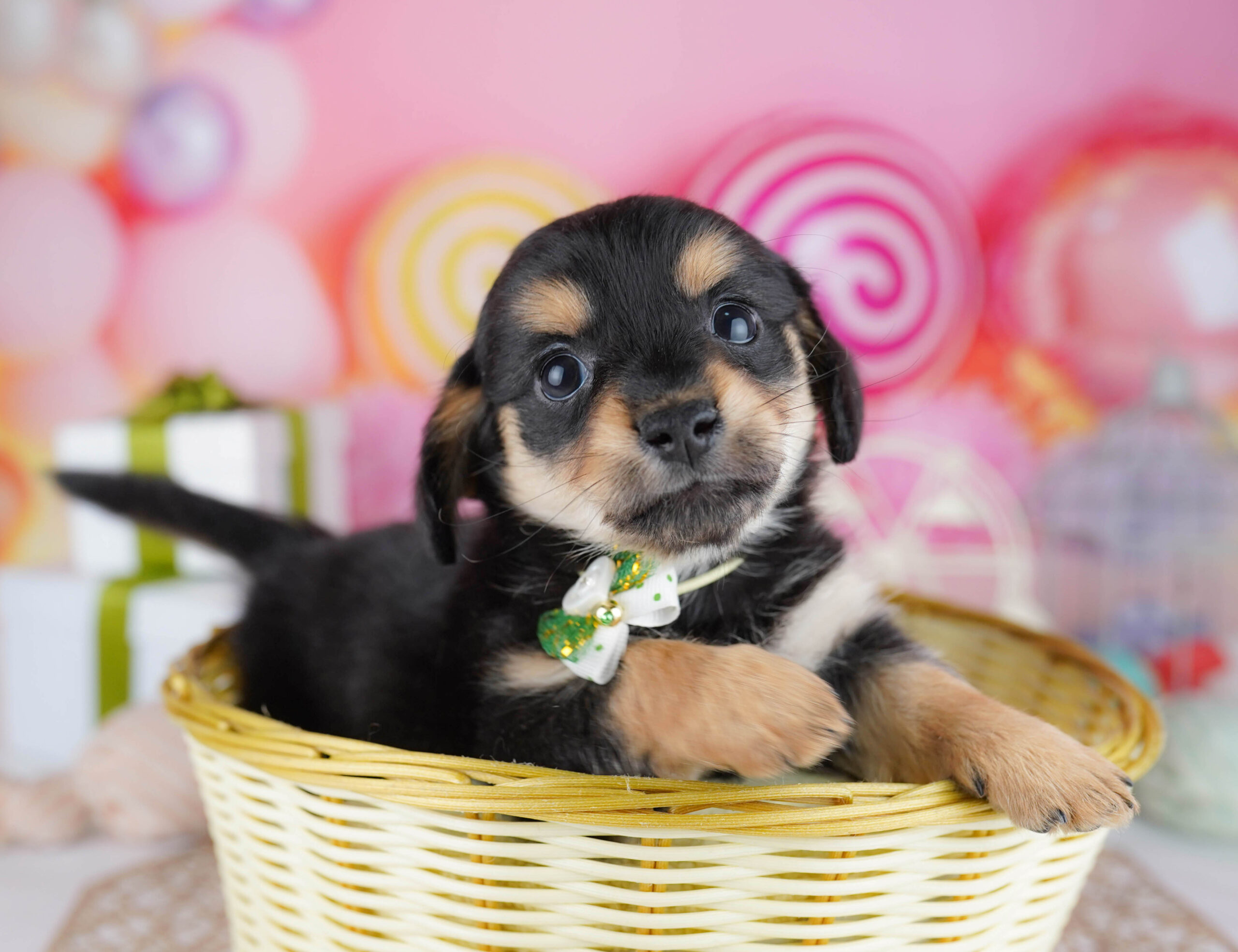 チワックス | 男の子 | ブラック&タン | 2025年12月21日