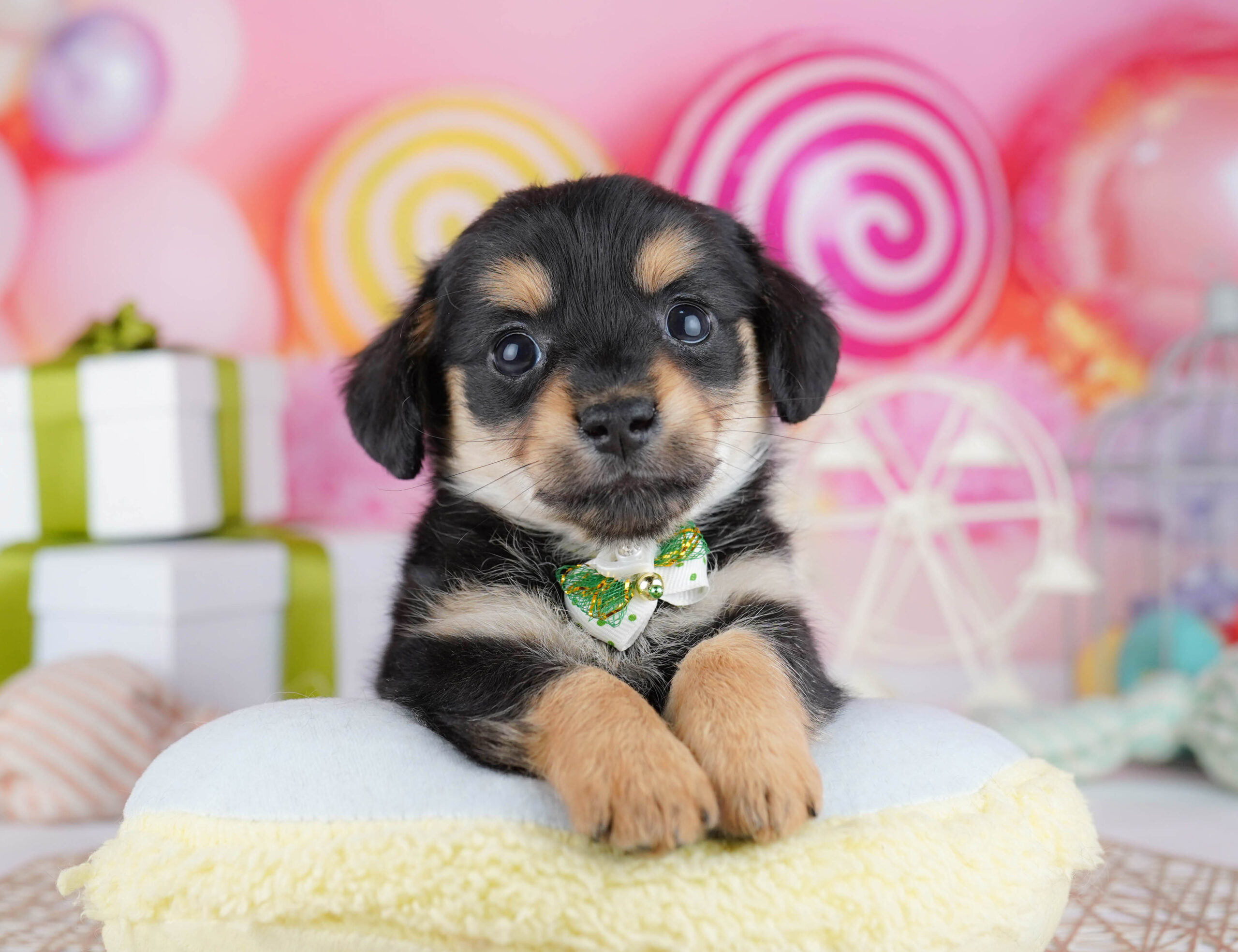 チワックス | 男の子 | ブラック&タン | 2025年12月21日