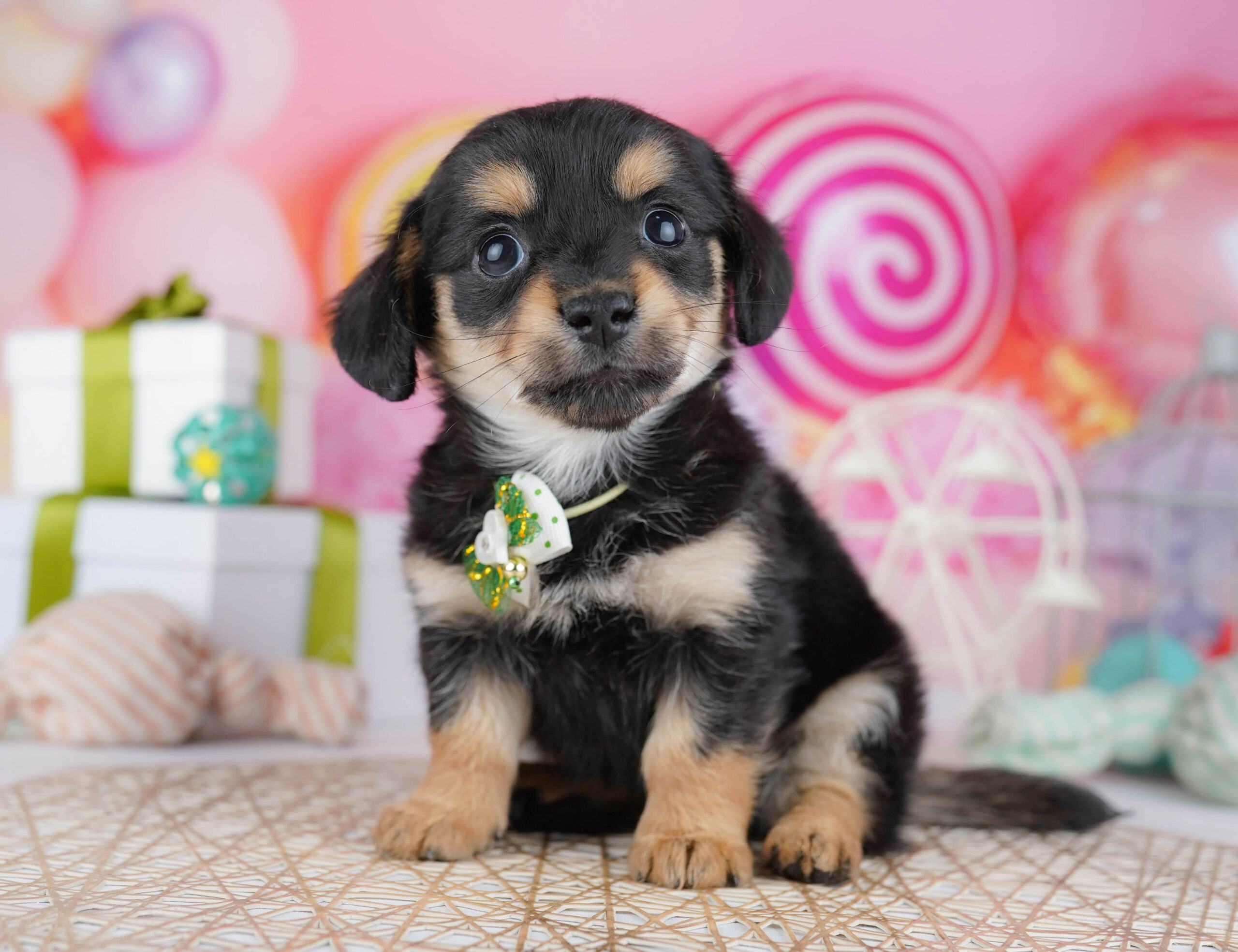 チワックス | 男の子 | ブラック&タン | 2025年12月21日